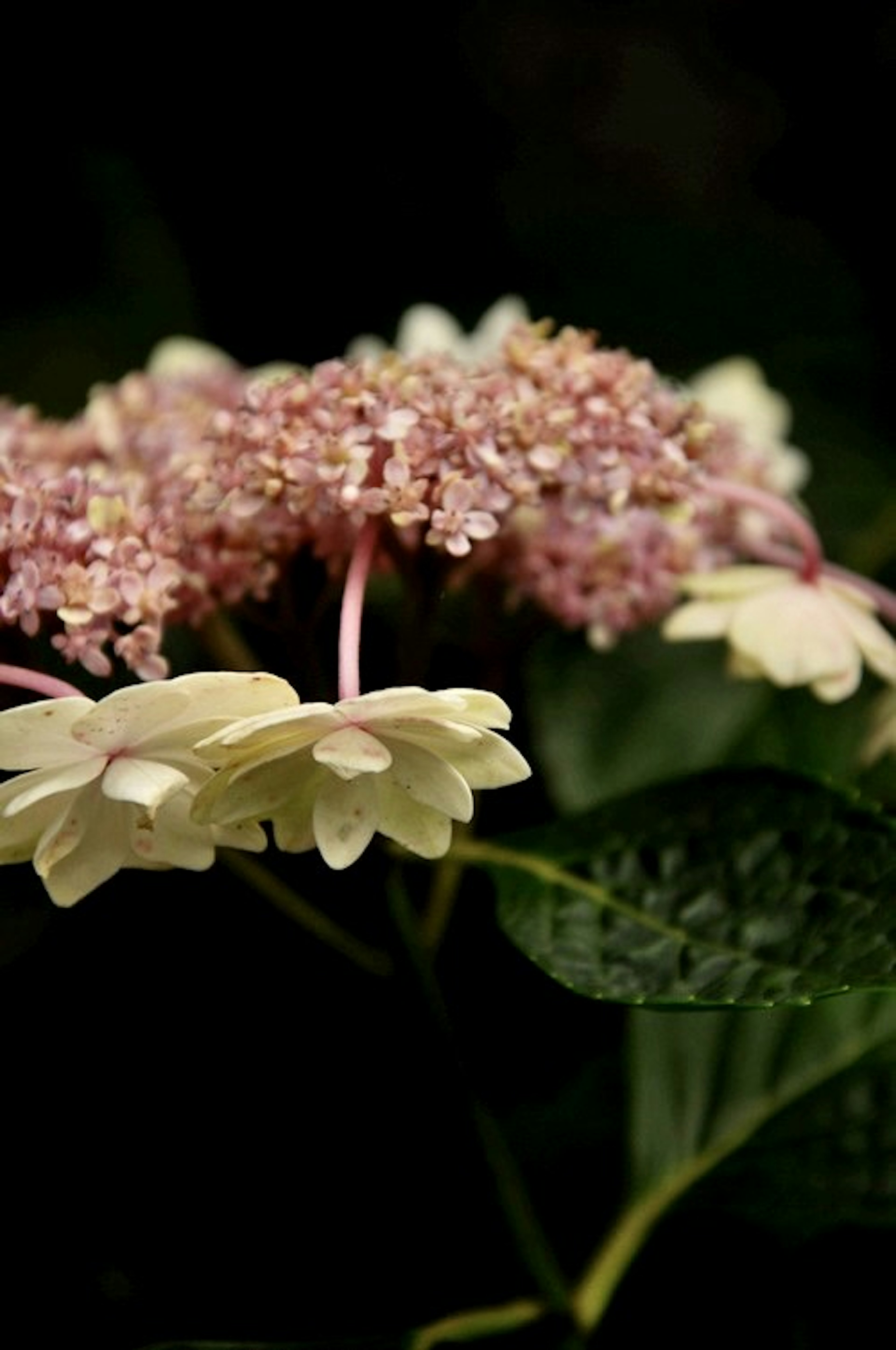 Close-up bunga kuning pucat dan ungu muda dengan daun hijau