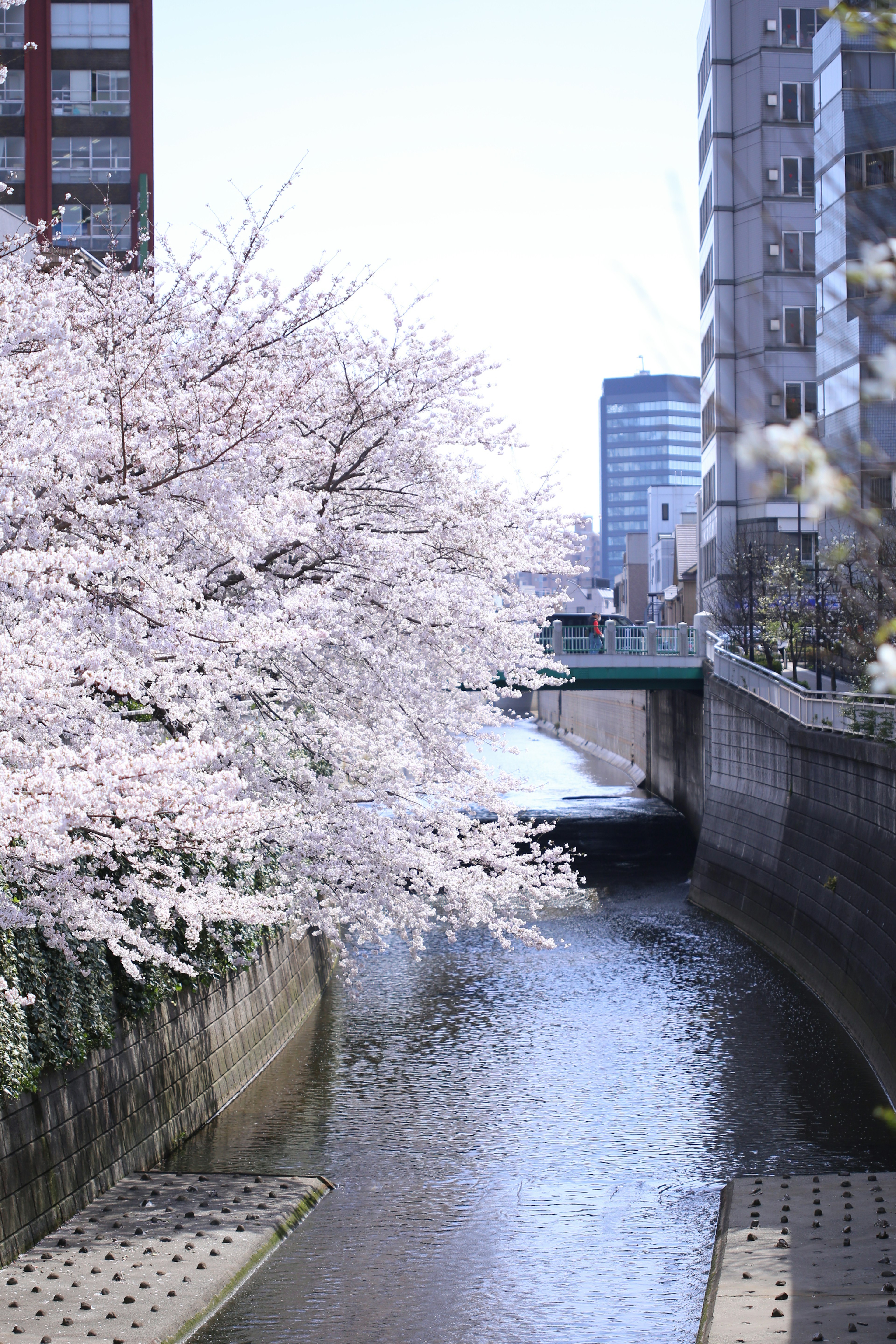 ทิวทัศน์ที่สวยงามของต้นซากุระริมแม่น้ำพร้อมตึกระฟ้าและท้องฟ้าสีฟ้า