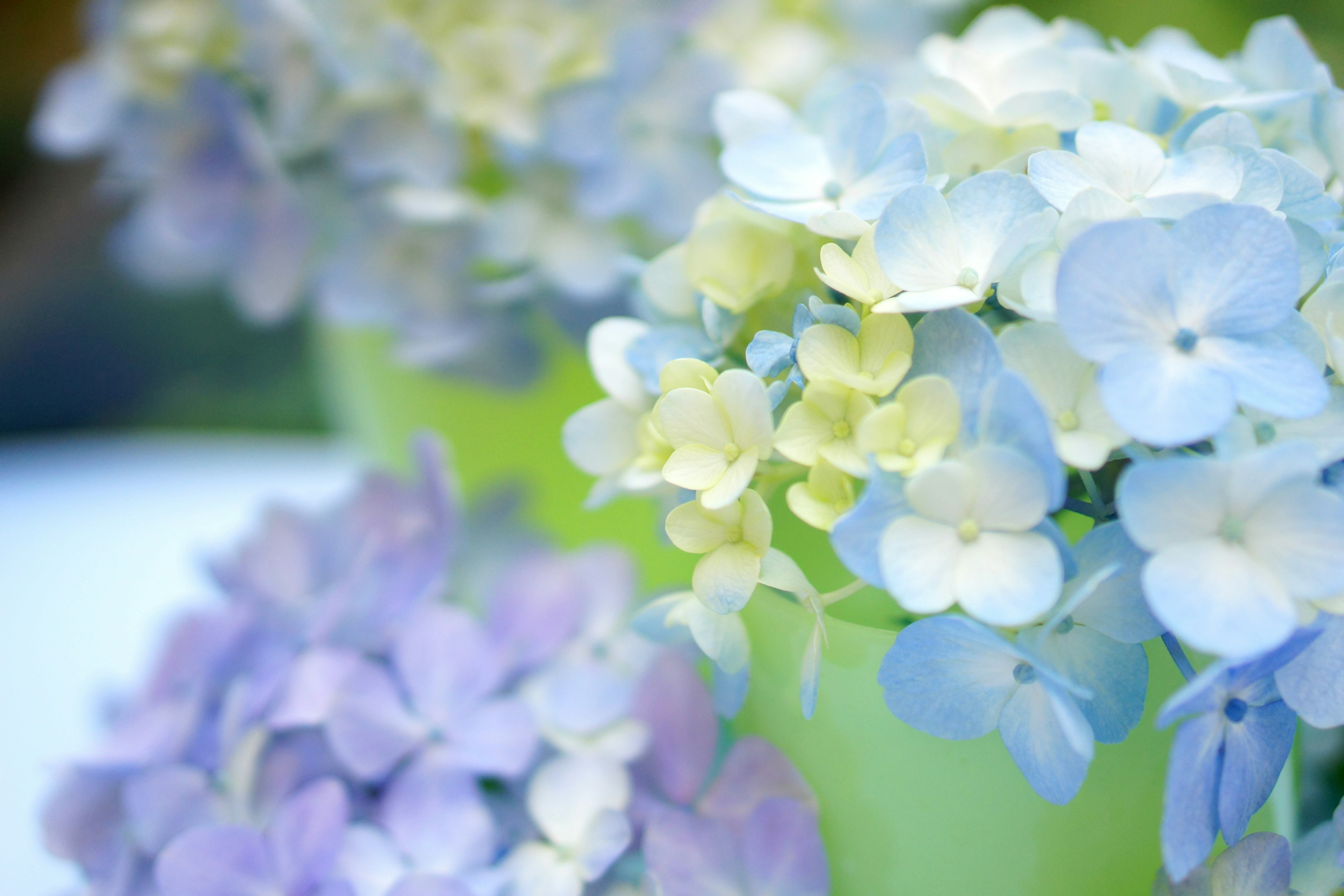 Fleurs d'hortensia en nuances de bleu et de blanc disposées dans des pots verts