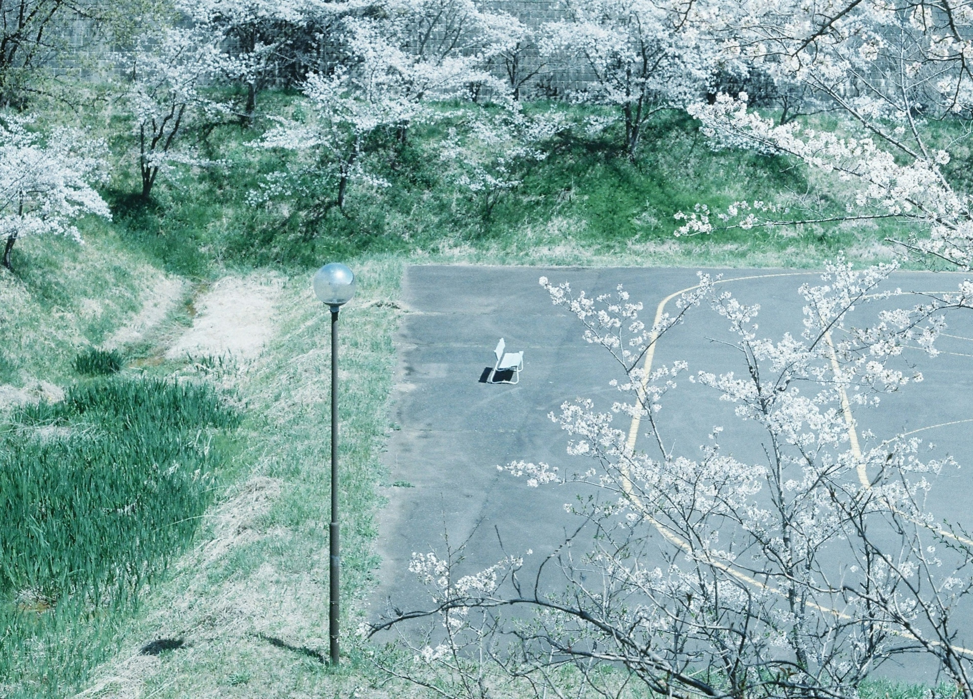 桜の花が咲く公園の風景と小道