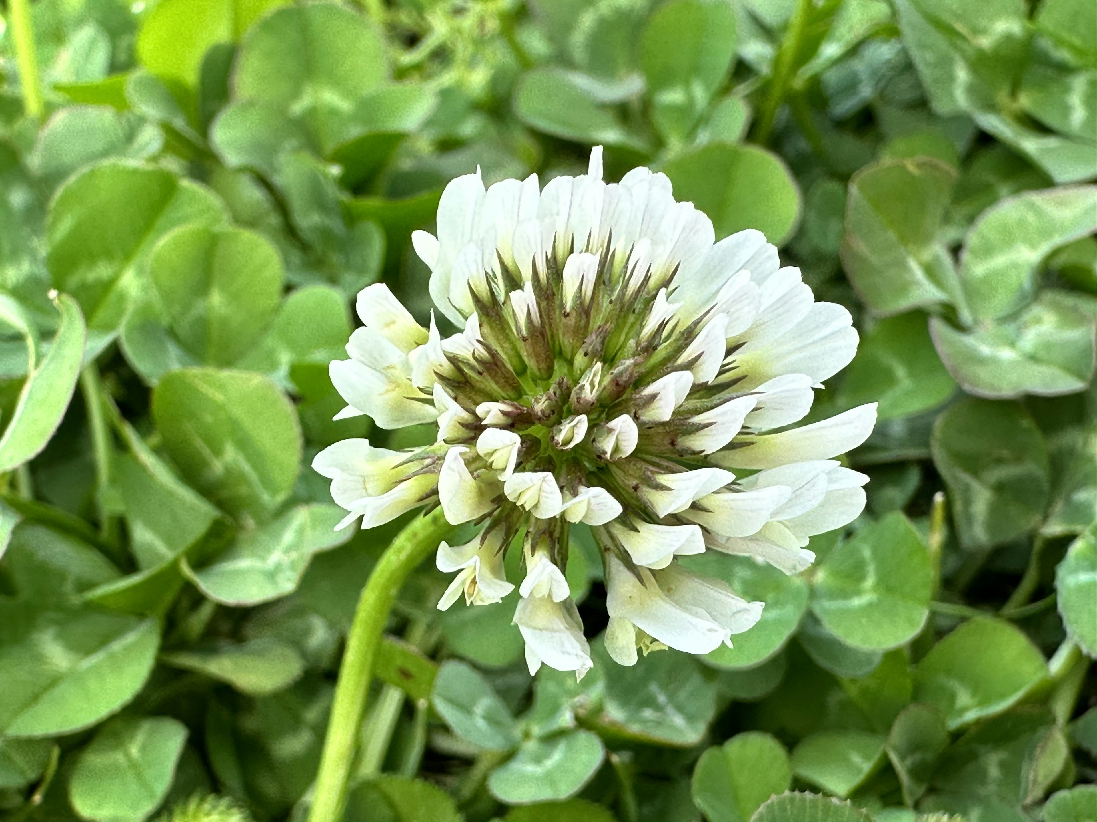 Flor de trébol blanco rodeada de hojas verdes