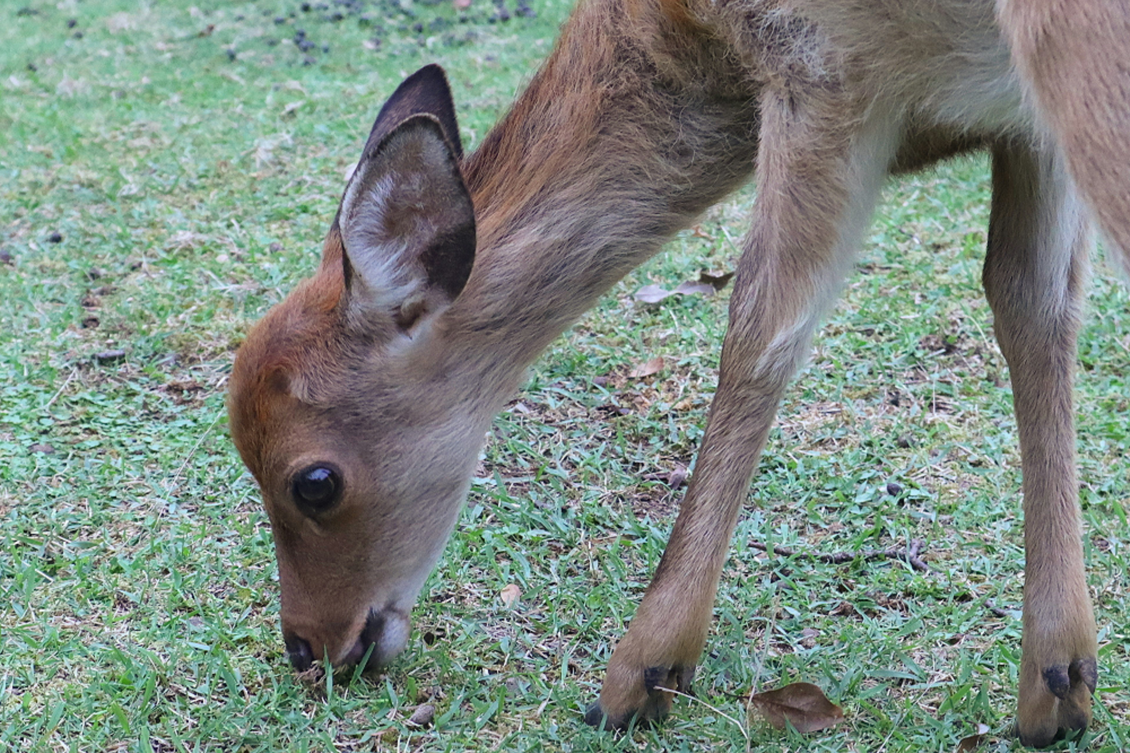 Young deer grazing on grass