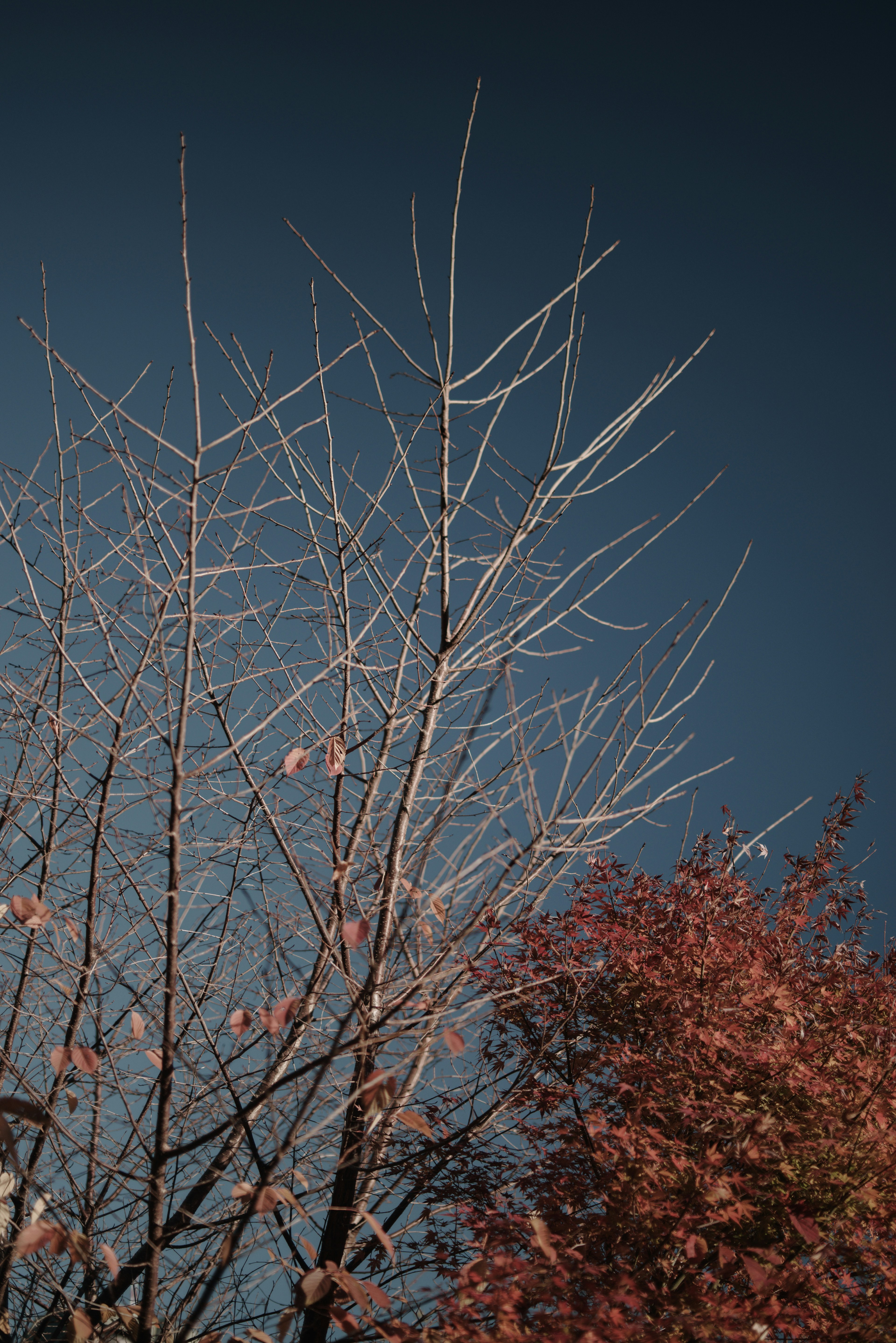 青空を背景にした枯れた木と紅葉した木のコントラスト