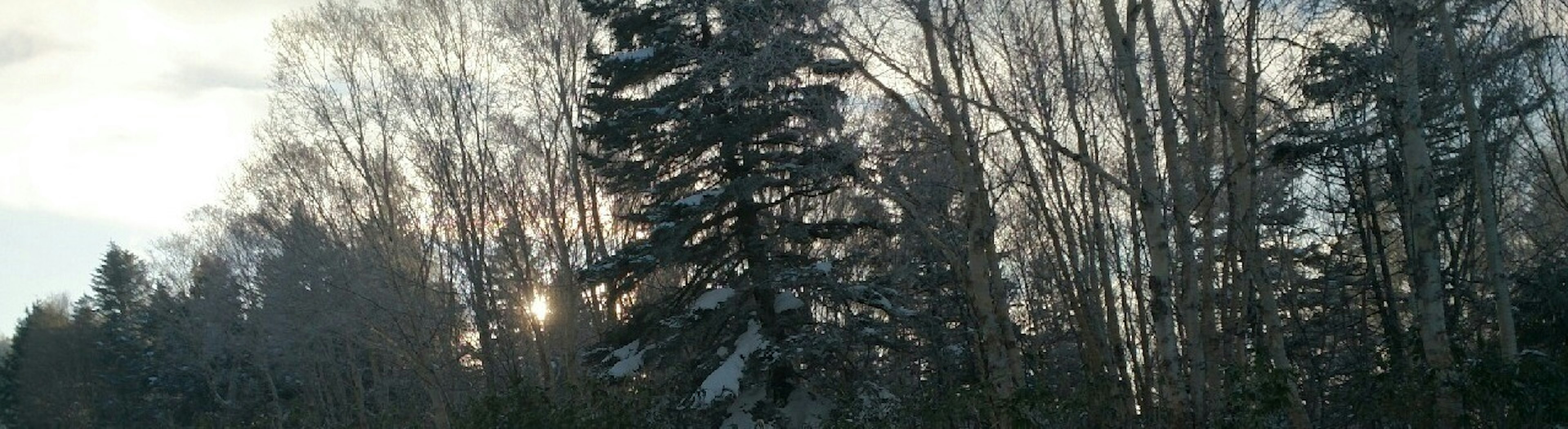 Árboles cubiertos de nieve con luz suave al fondo