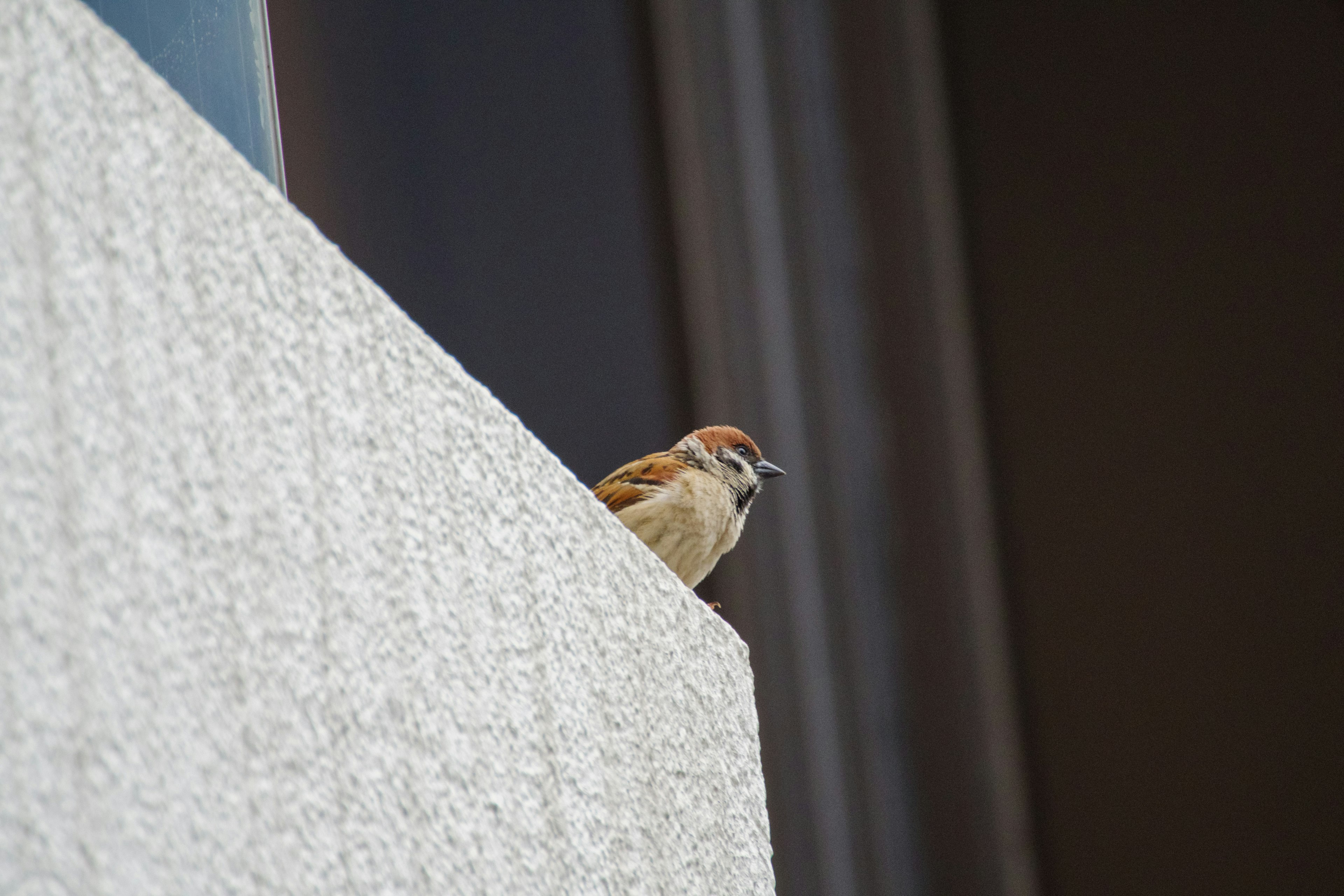 A small bird perched on the edge of a wall