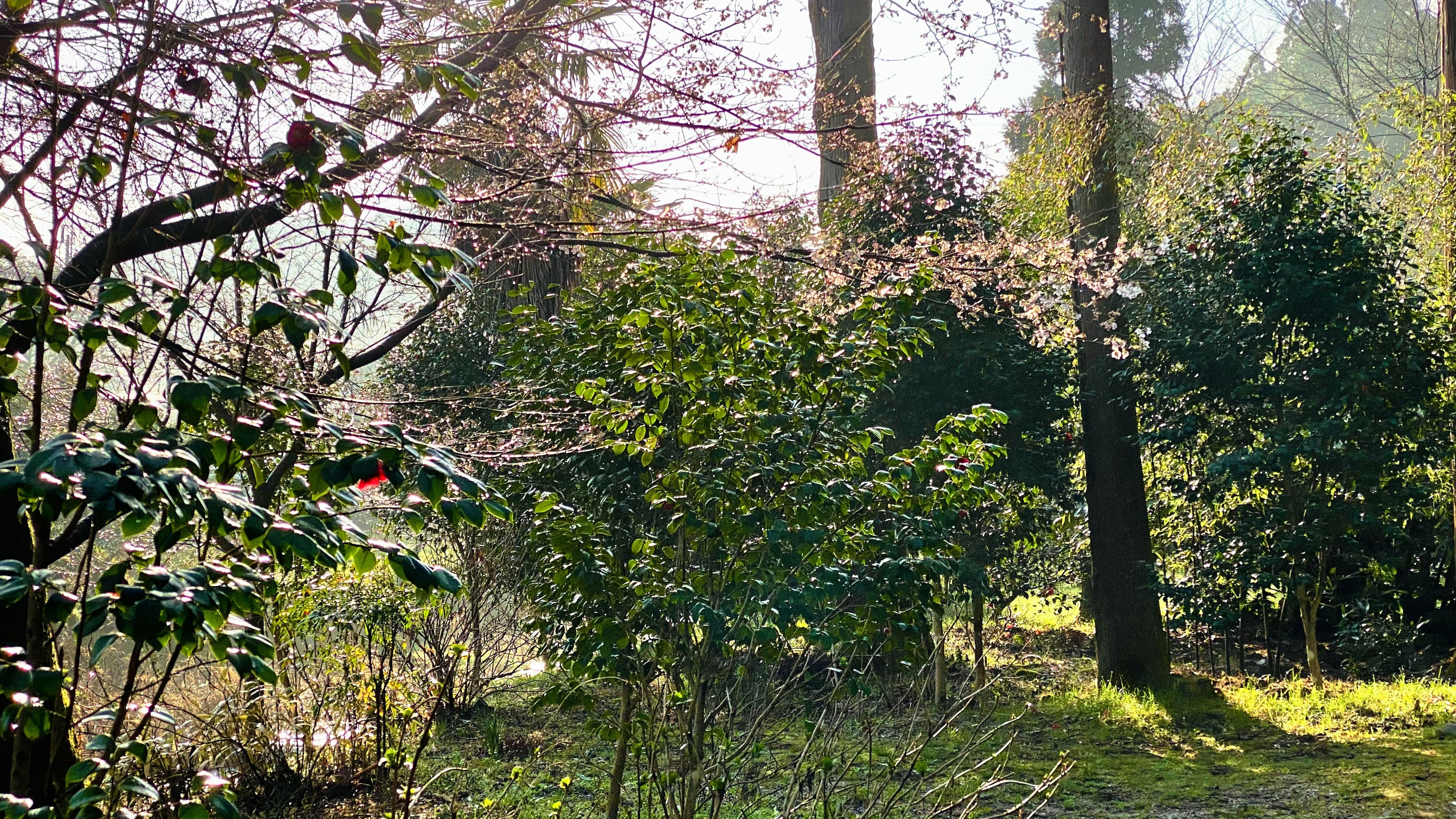 Scène de parc luxuriant avec des cerisiers en fleurs