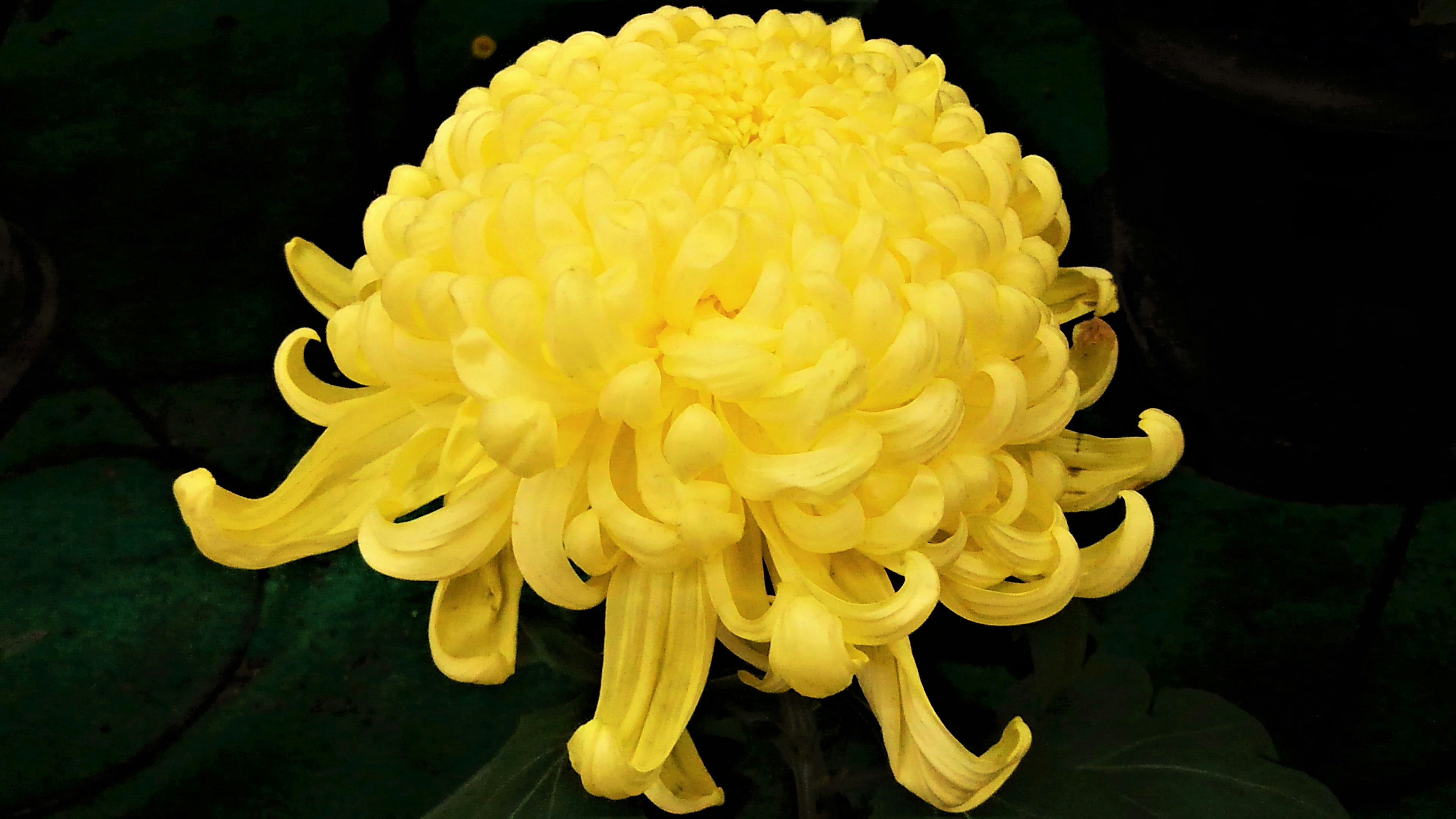 Fiore di crisantemo giallo vivace in piena fioritura