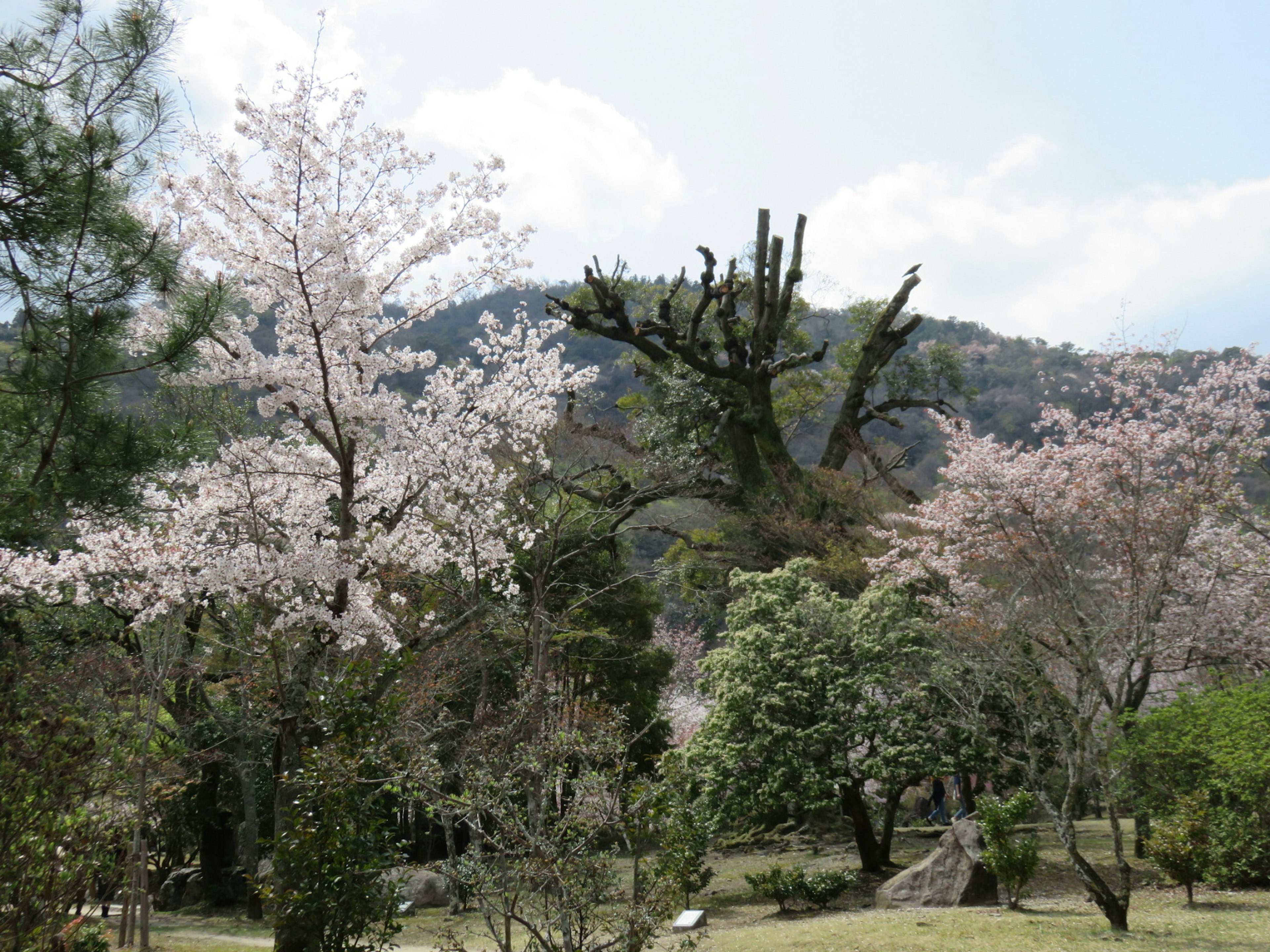 桜の木が咲いている公園の風景 緑の木々と山の背景