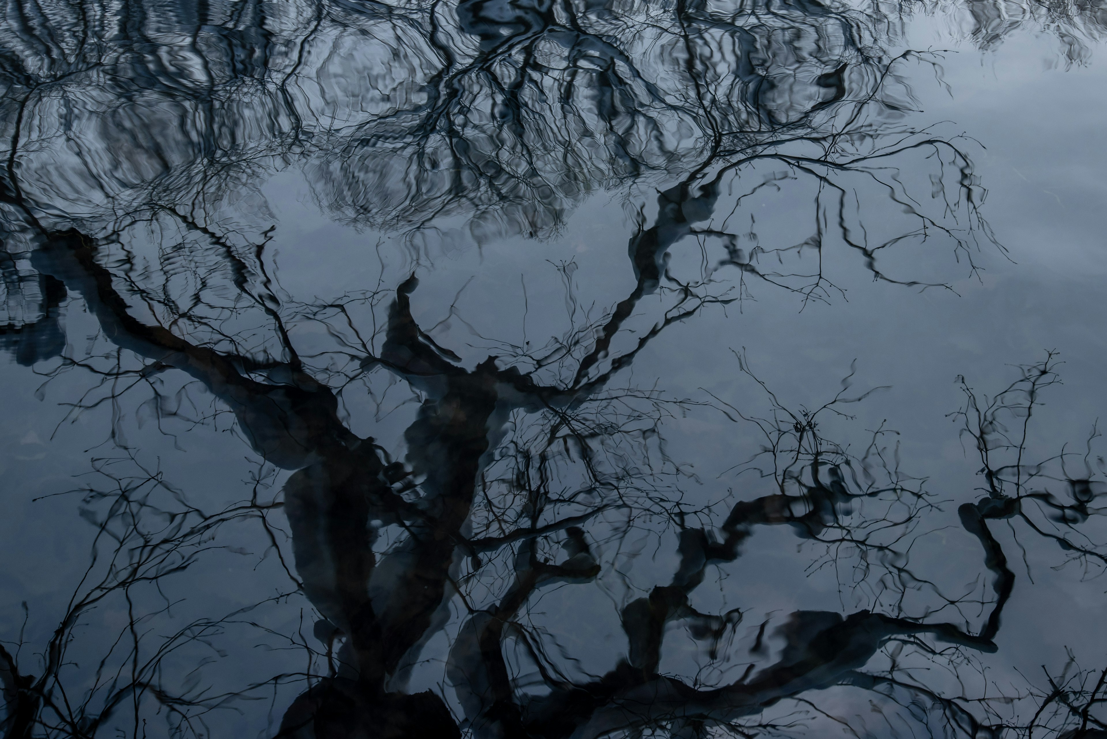 Reflection of bare tree branches on still water surface