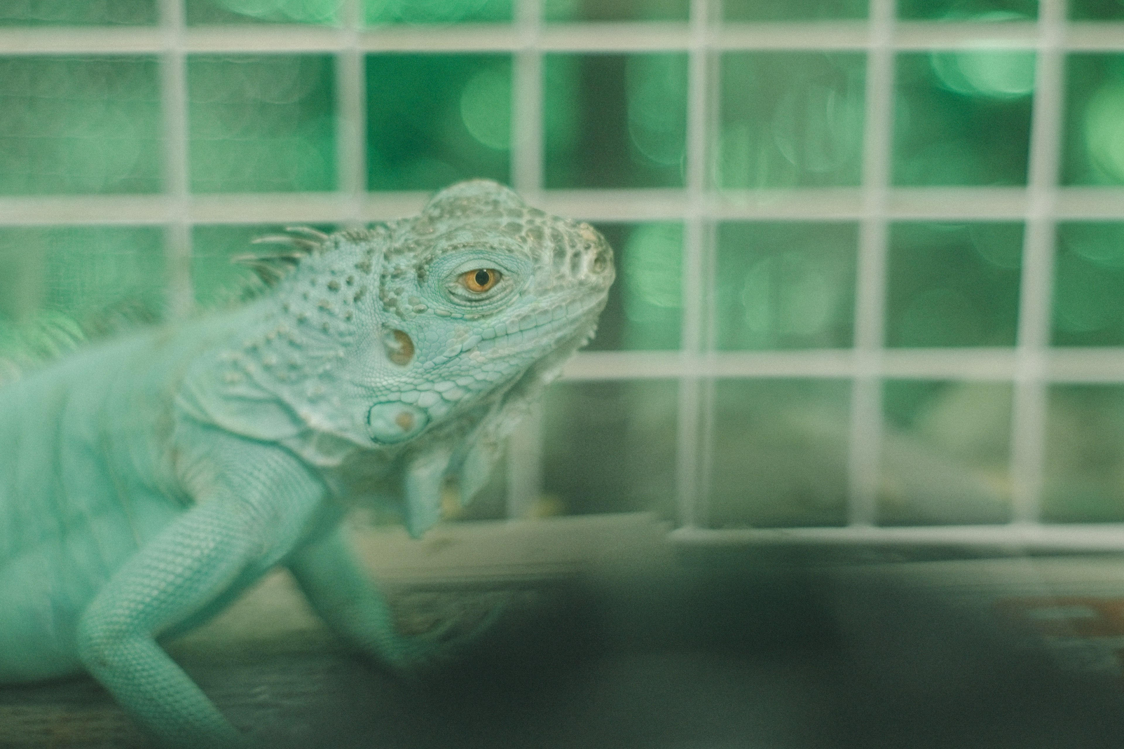 Iguana azul mirando de lado en una jaula