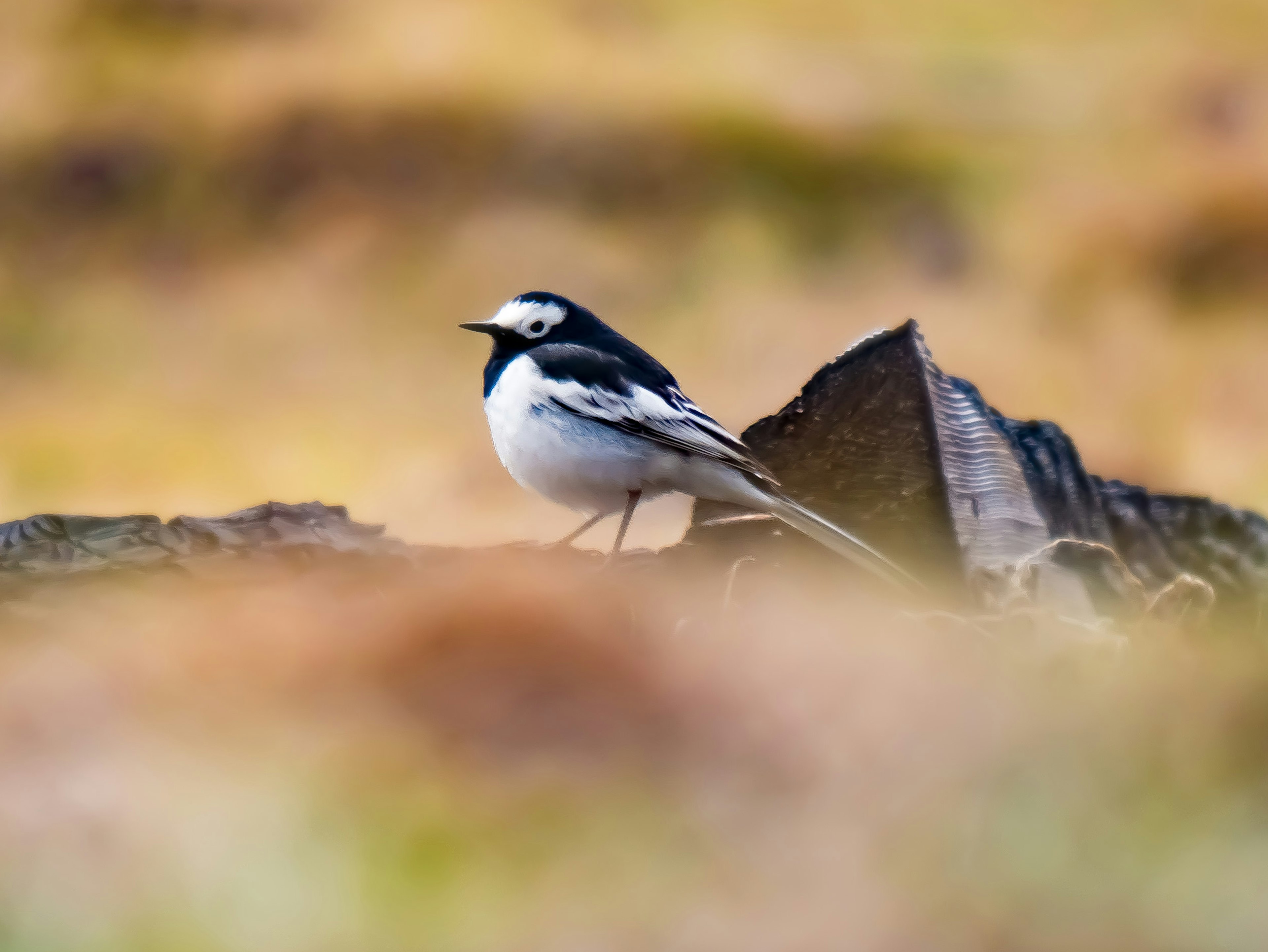 Un oiseau noir et blanc se tenant près d'une bûche