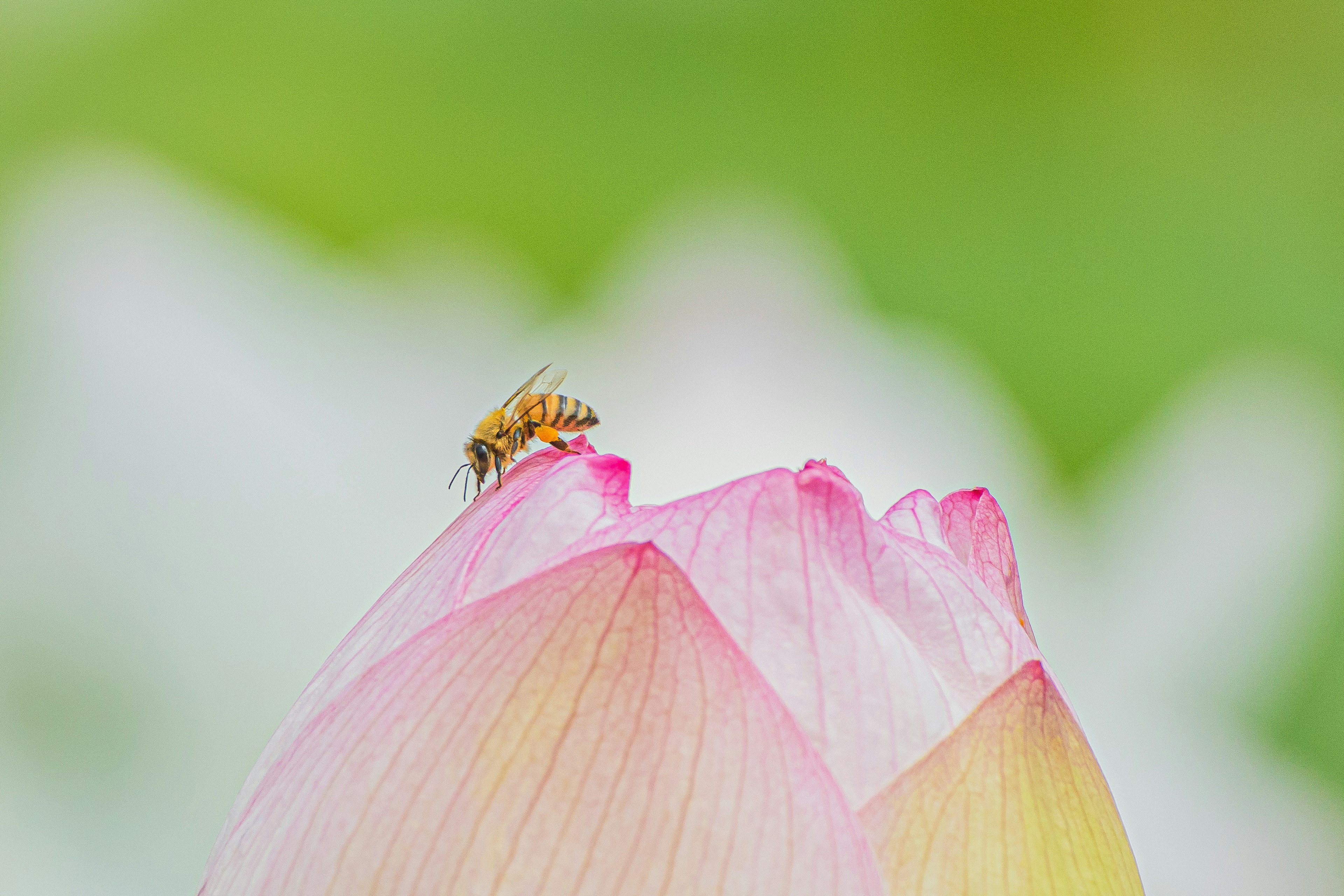 A small bee on the tip of a pink lotus flower bud