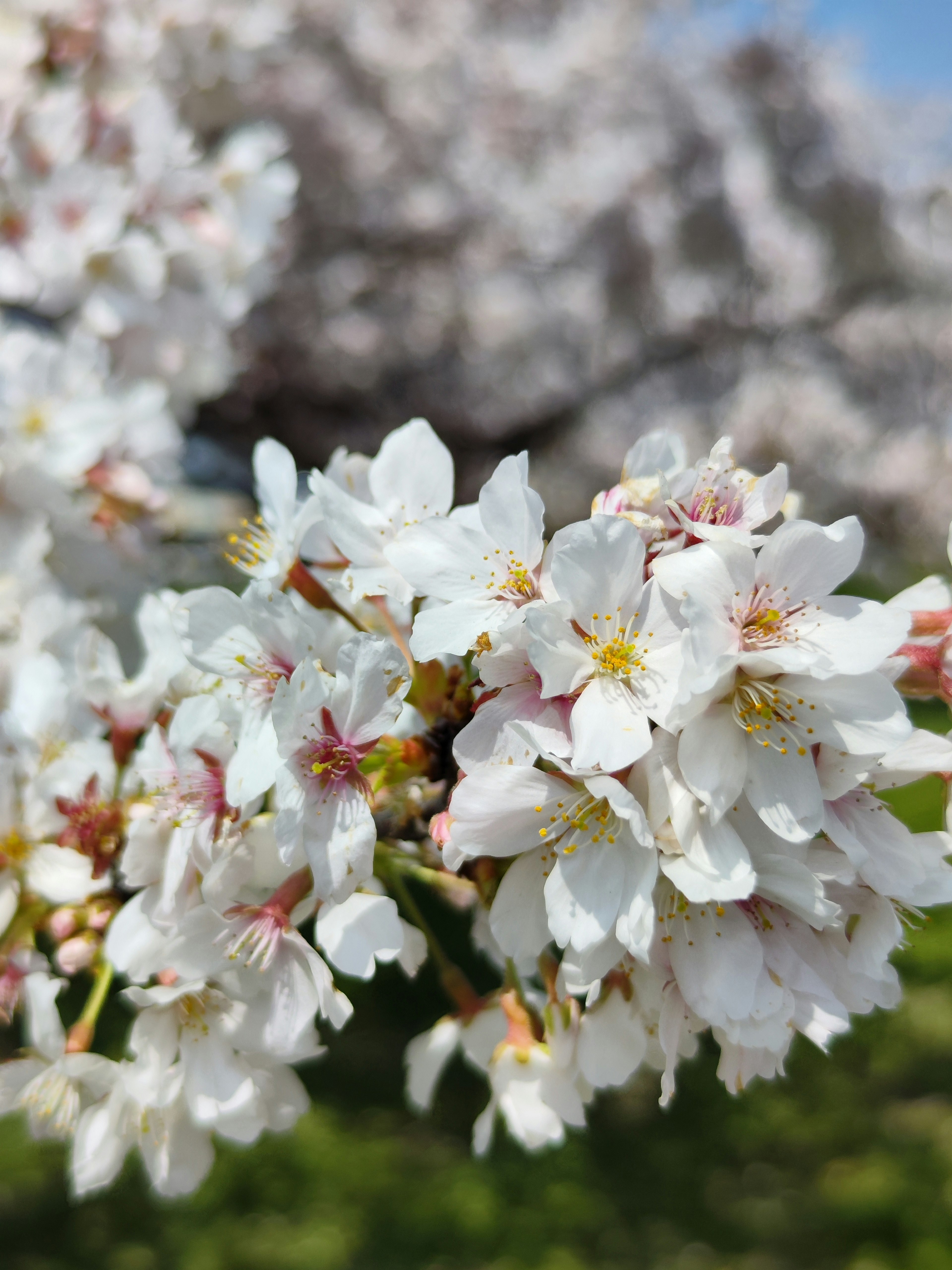 Gambar dekat bunga sakura putih yang sedang mekar