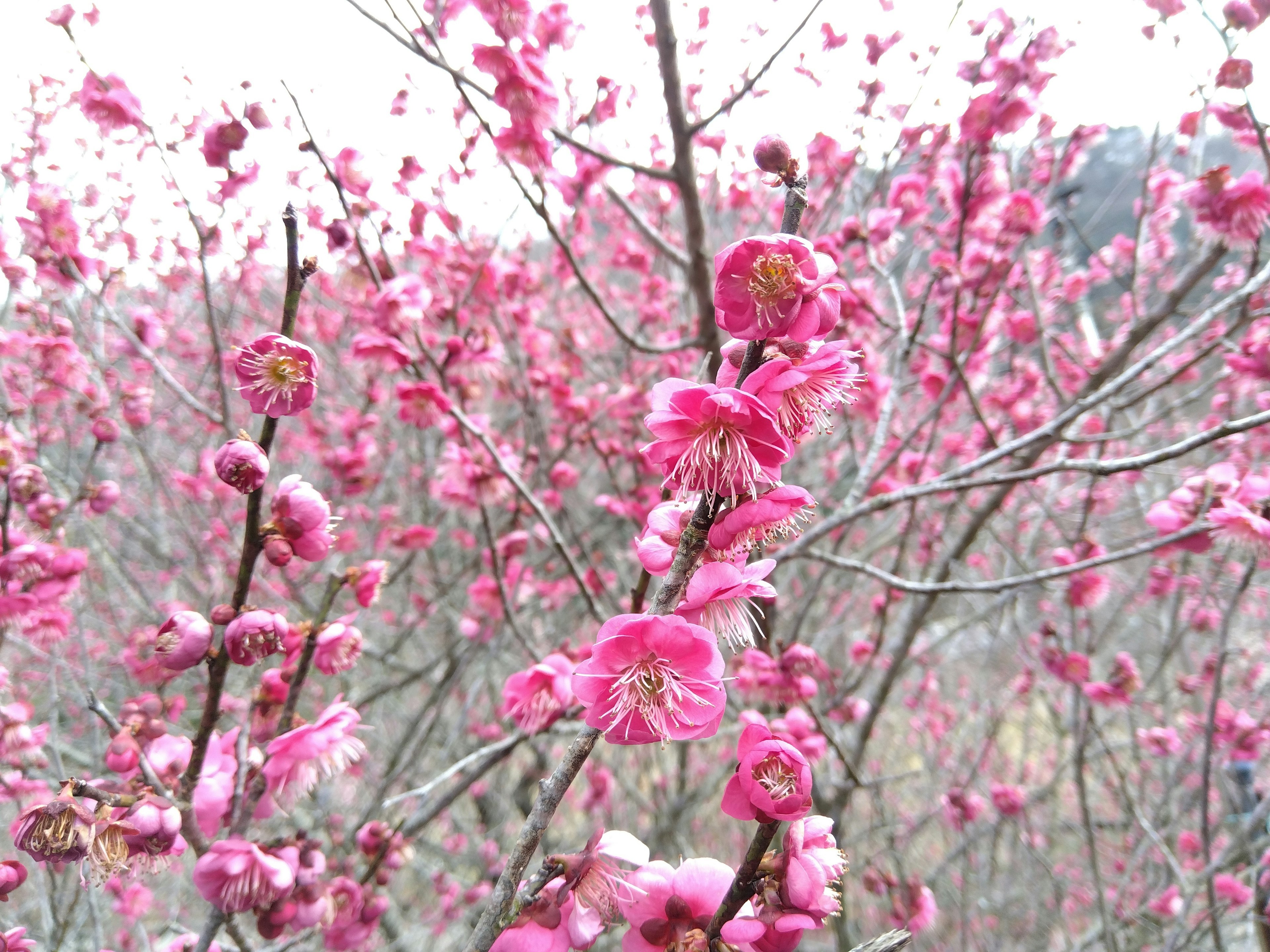 Rami di un albero di prugne decorati con fiori rosa vivaci