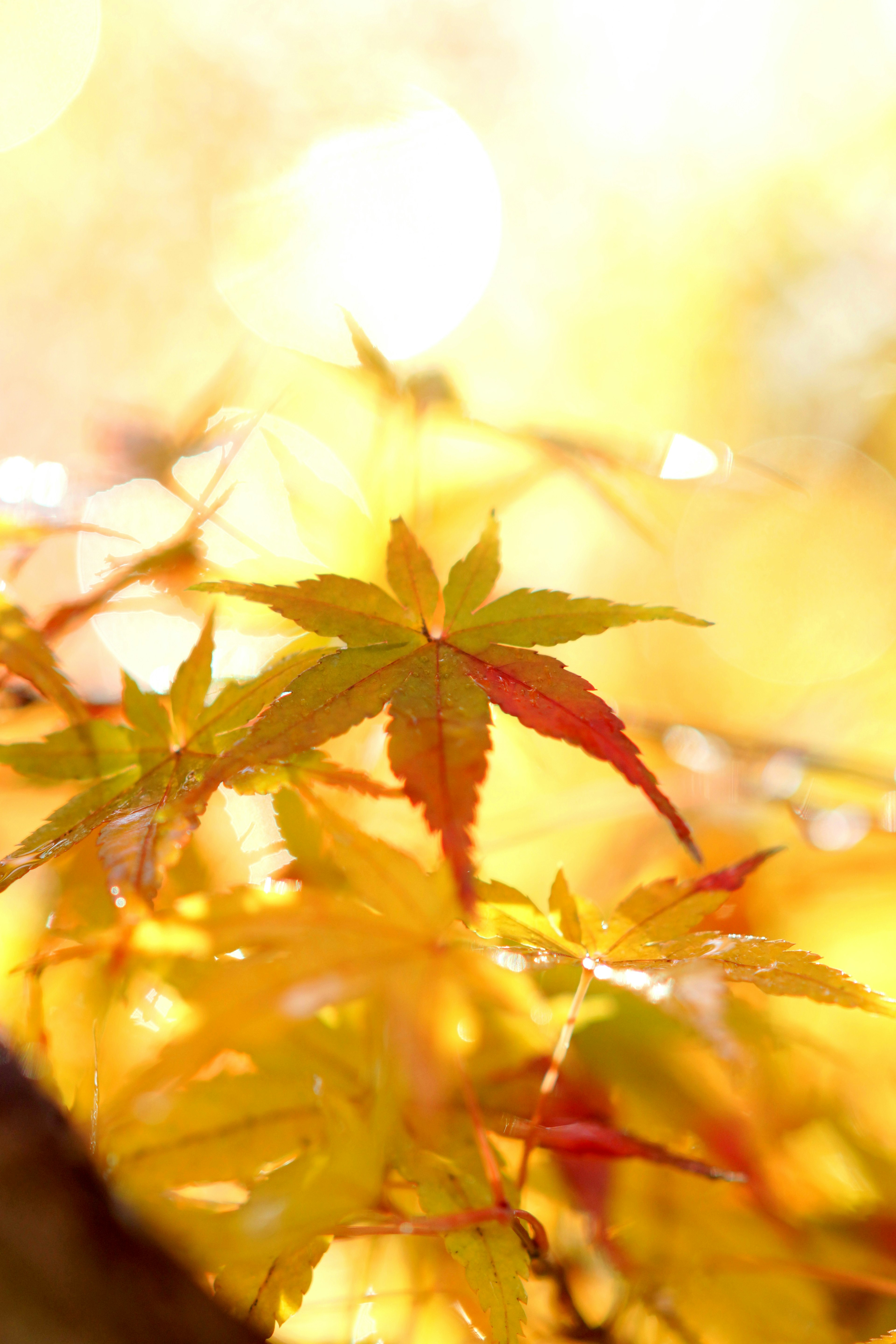 Leuchtend gelbe und rote Blätter strahlen in einer Herbstszene