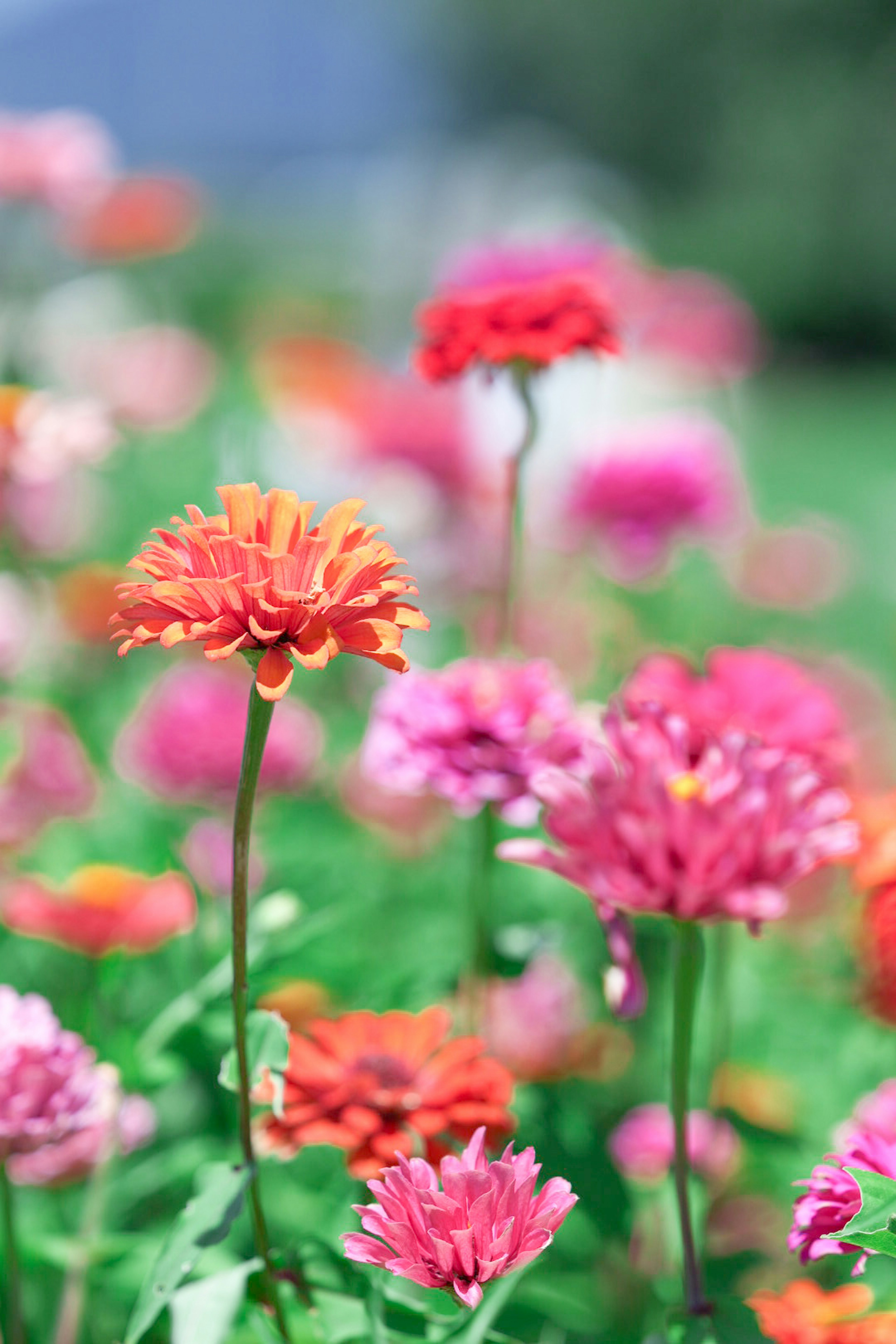 Colorful flowers in a garden with a prominent orange flower in the center
