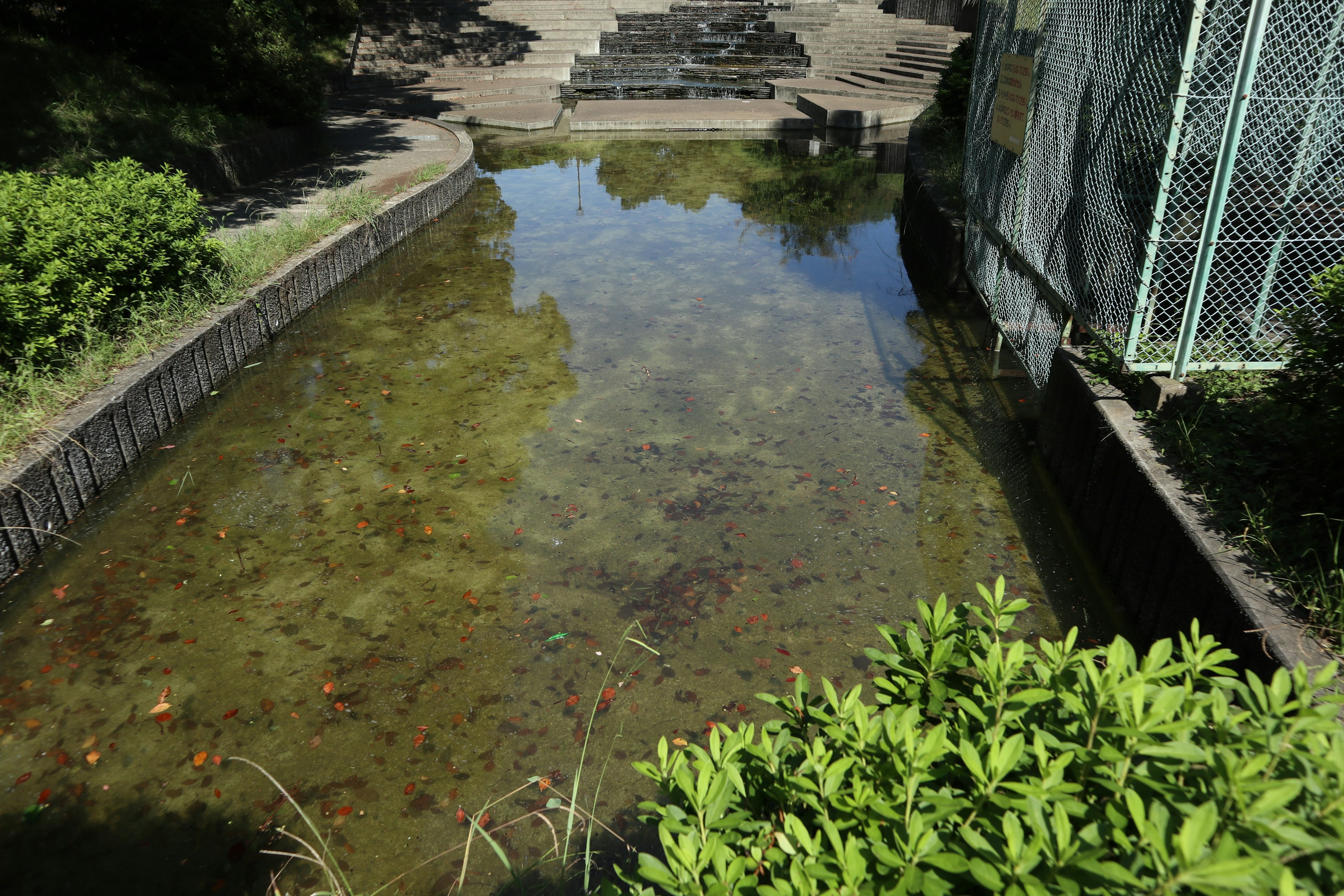 A tranquil pond surrounded by green plants