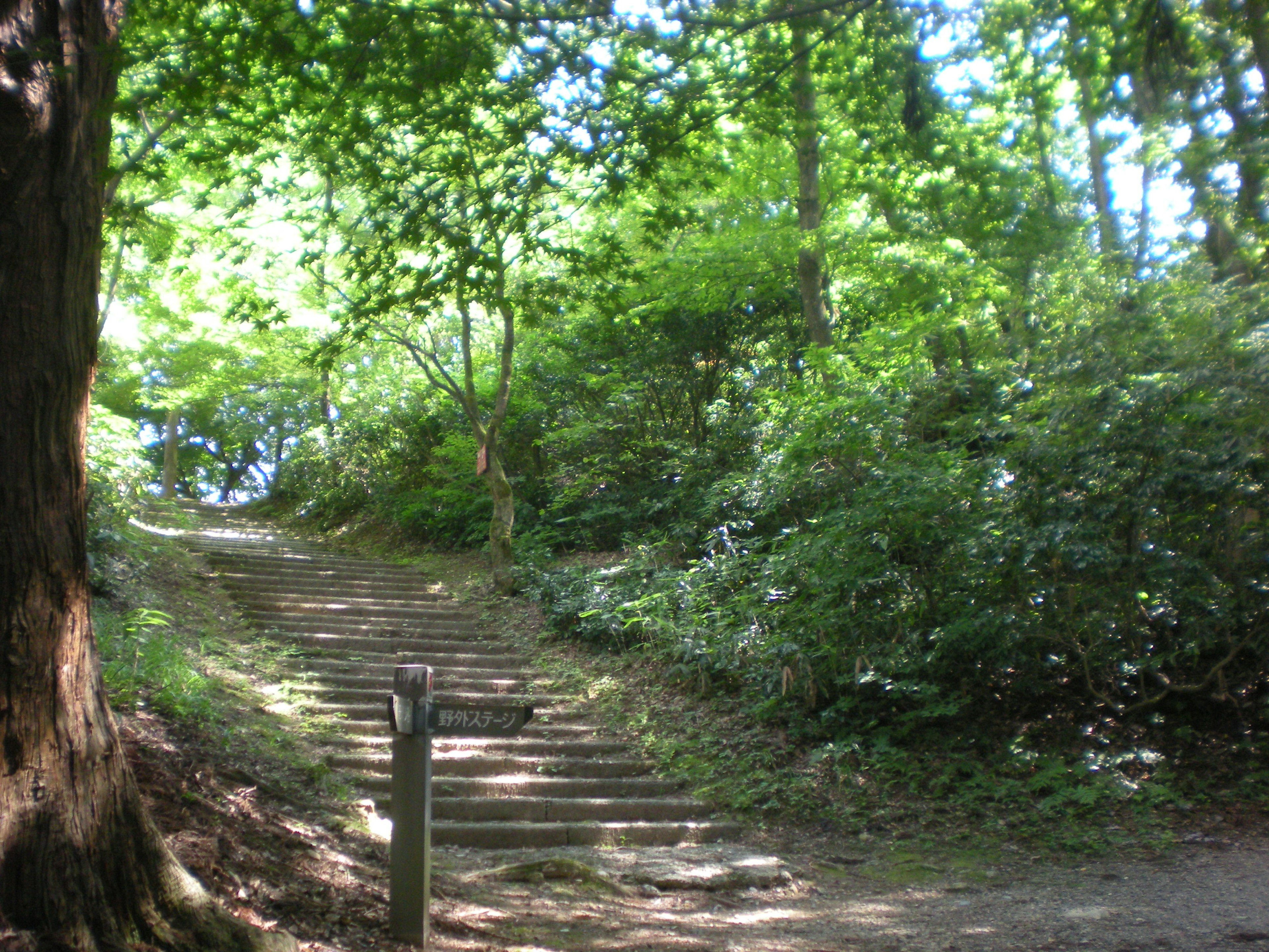 A scenic view of stone steps surrounded by lush green trees and shrubs