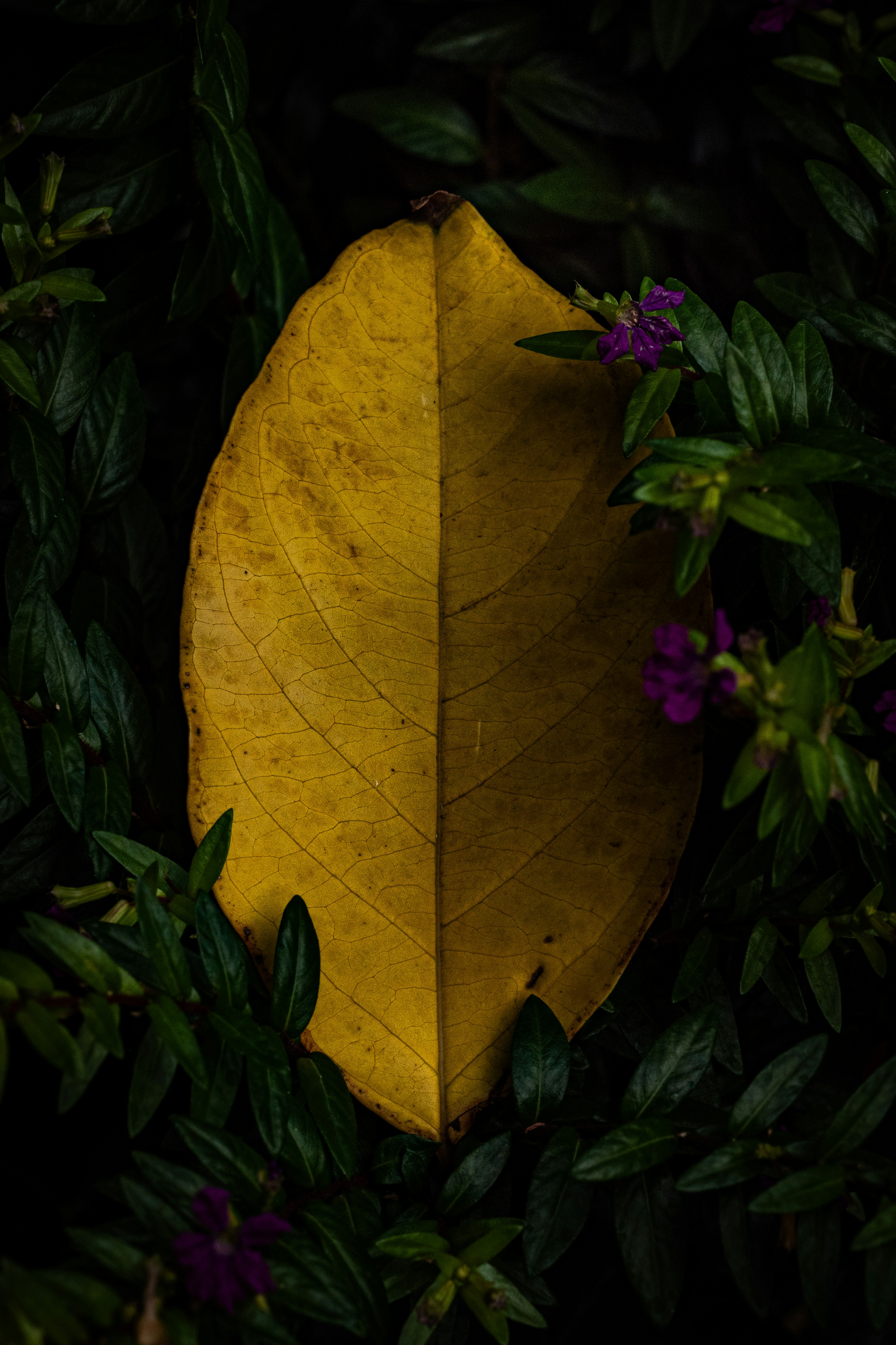 A vibrant yellow leaf contrasting against dark green foliage