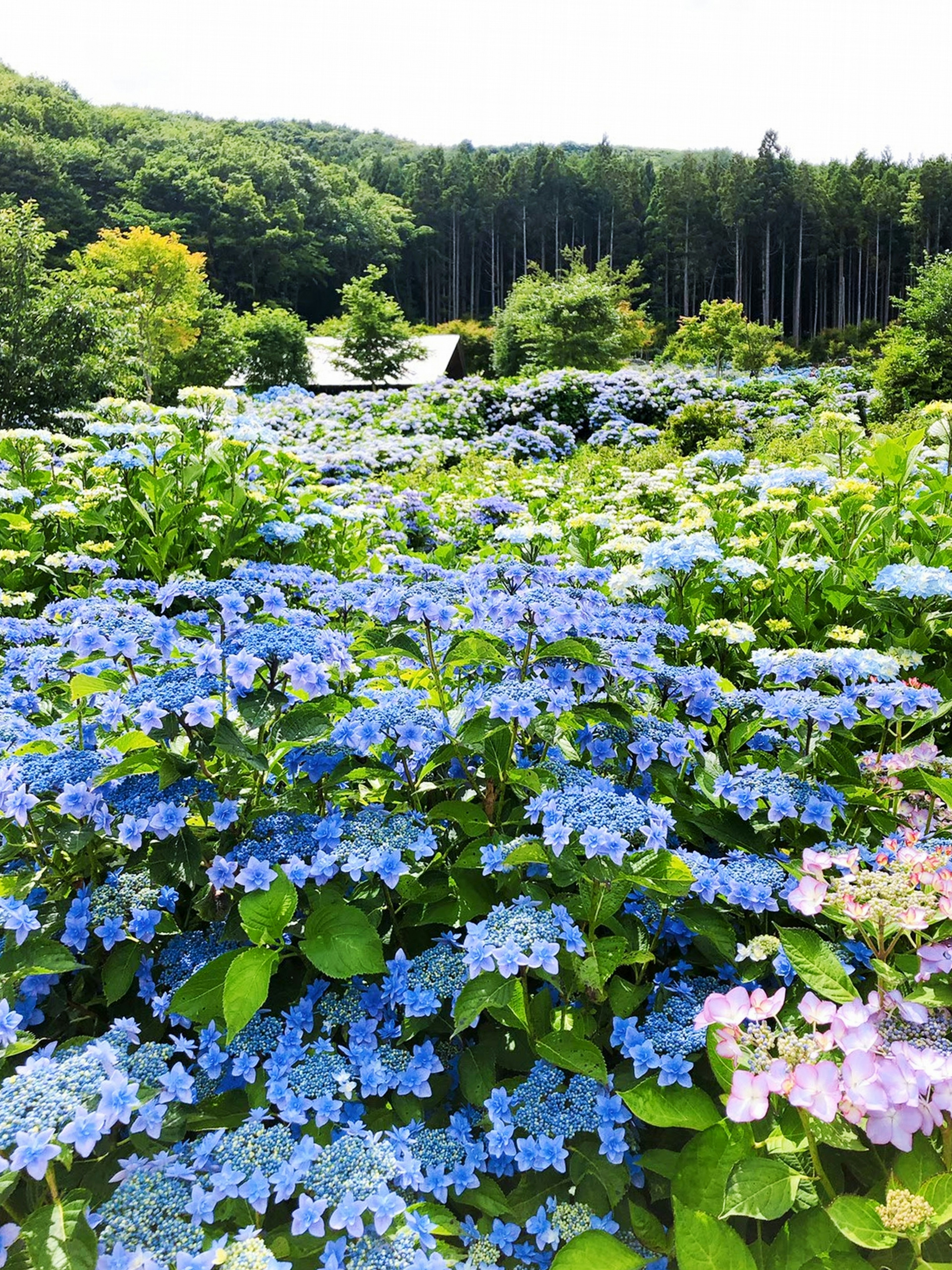 A beautiful landscape featuring blooming blue hydrangeas with green trees and mountains in the background