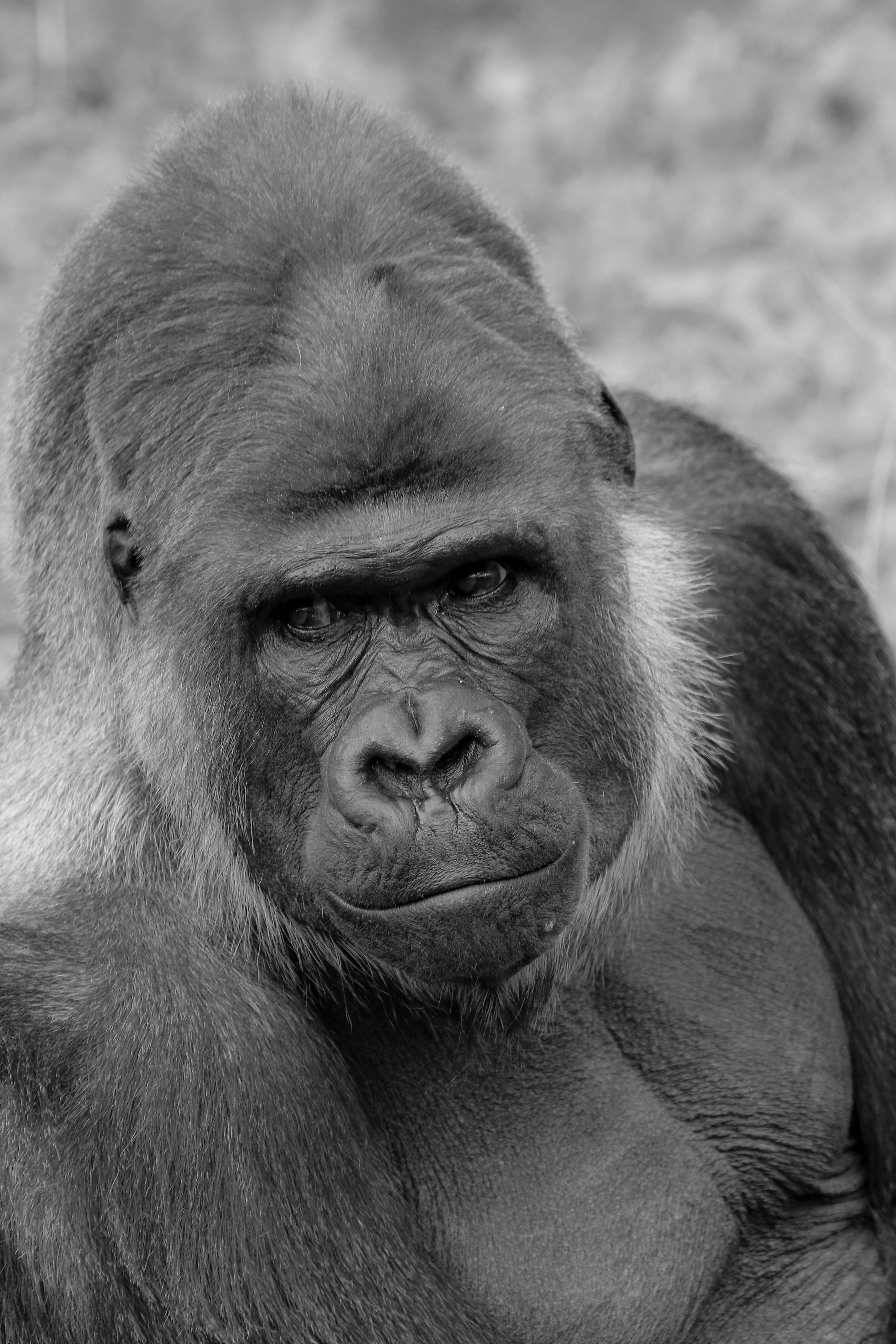 Primer plano de un gorila en blanco y negro con una expresión distintiva