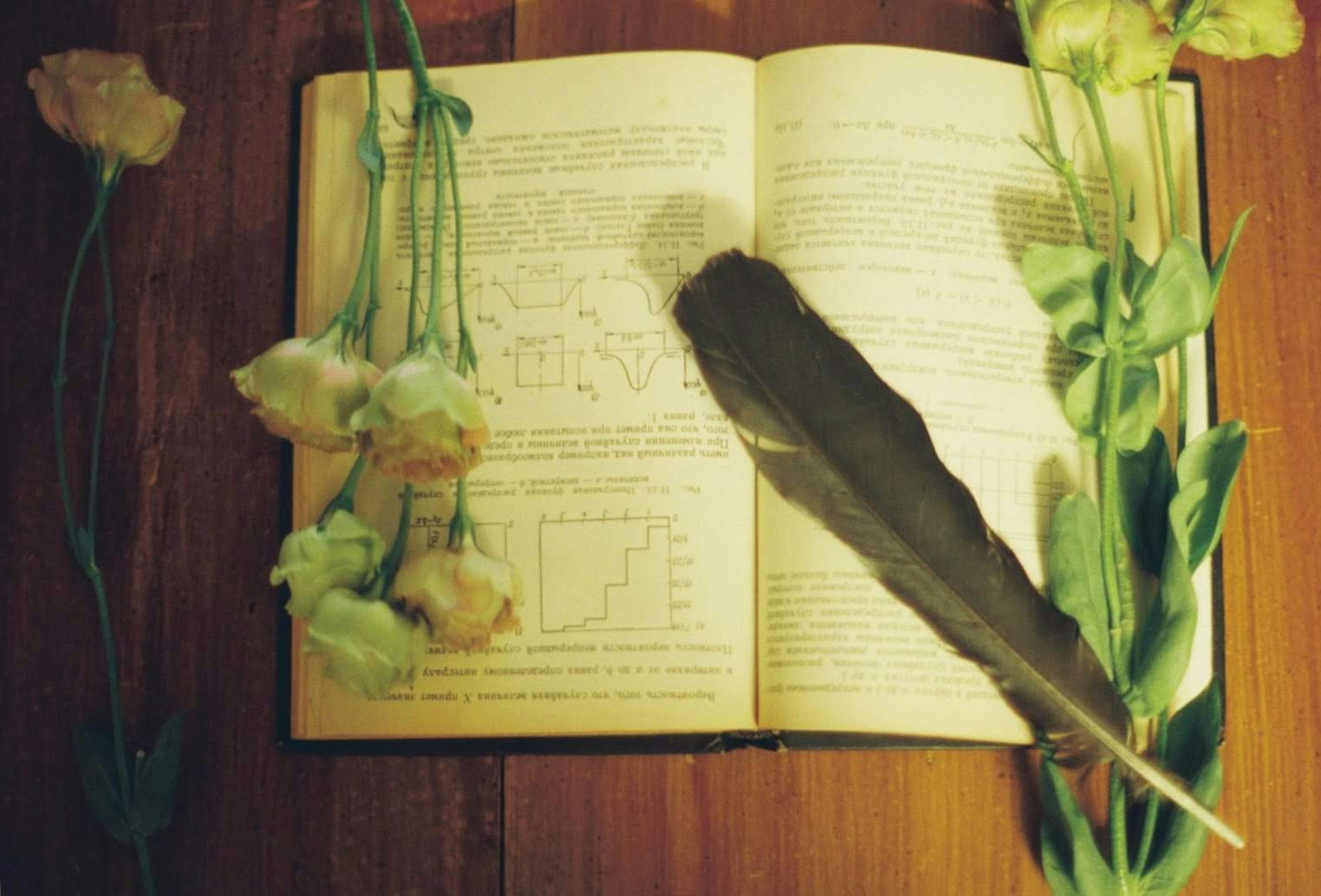 An open book with a feather pen and flowers arranged around it