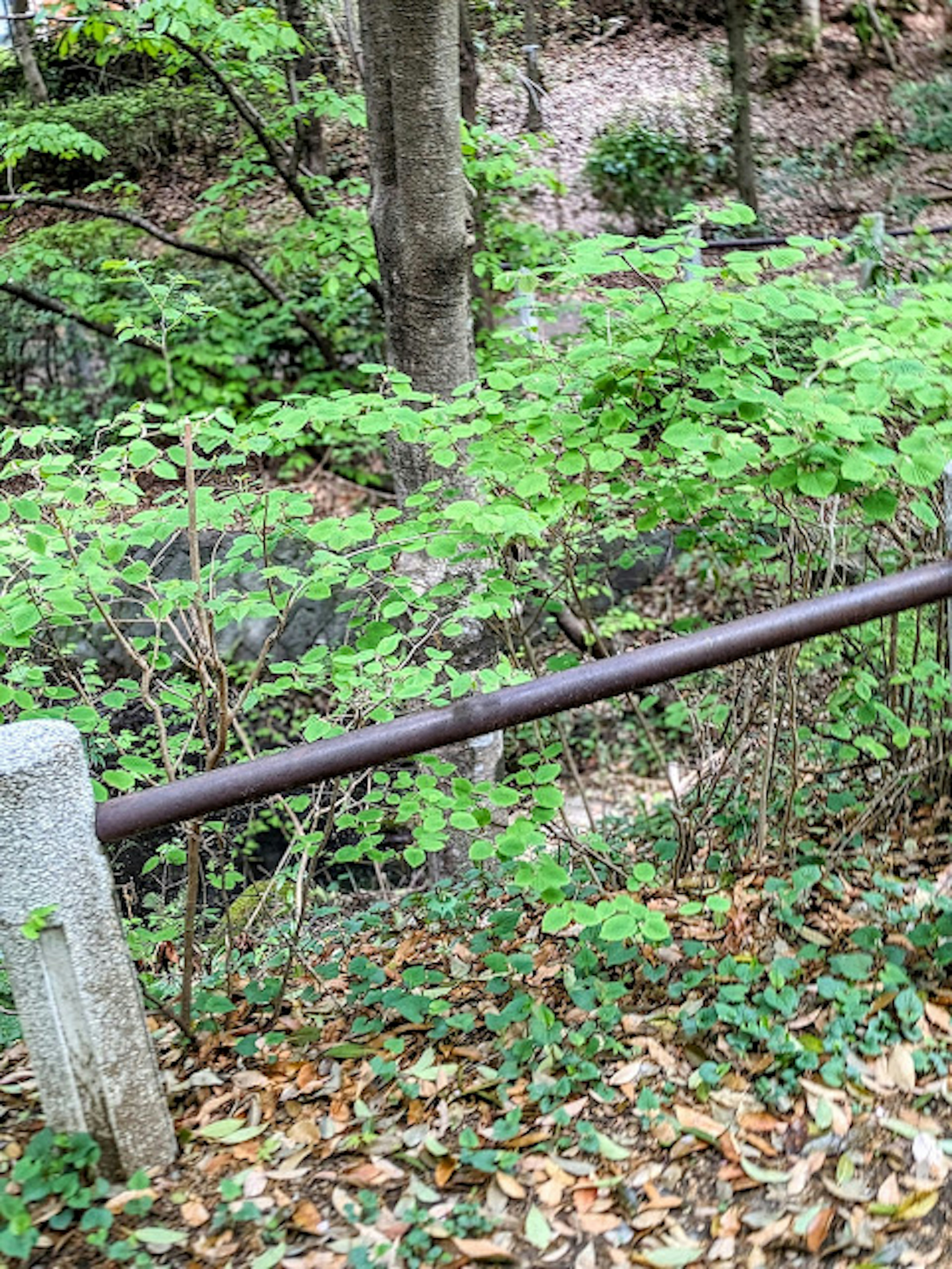 緑豊かな木々と草に囲まれた鉄の手すりの画像