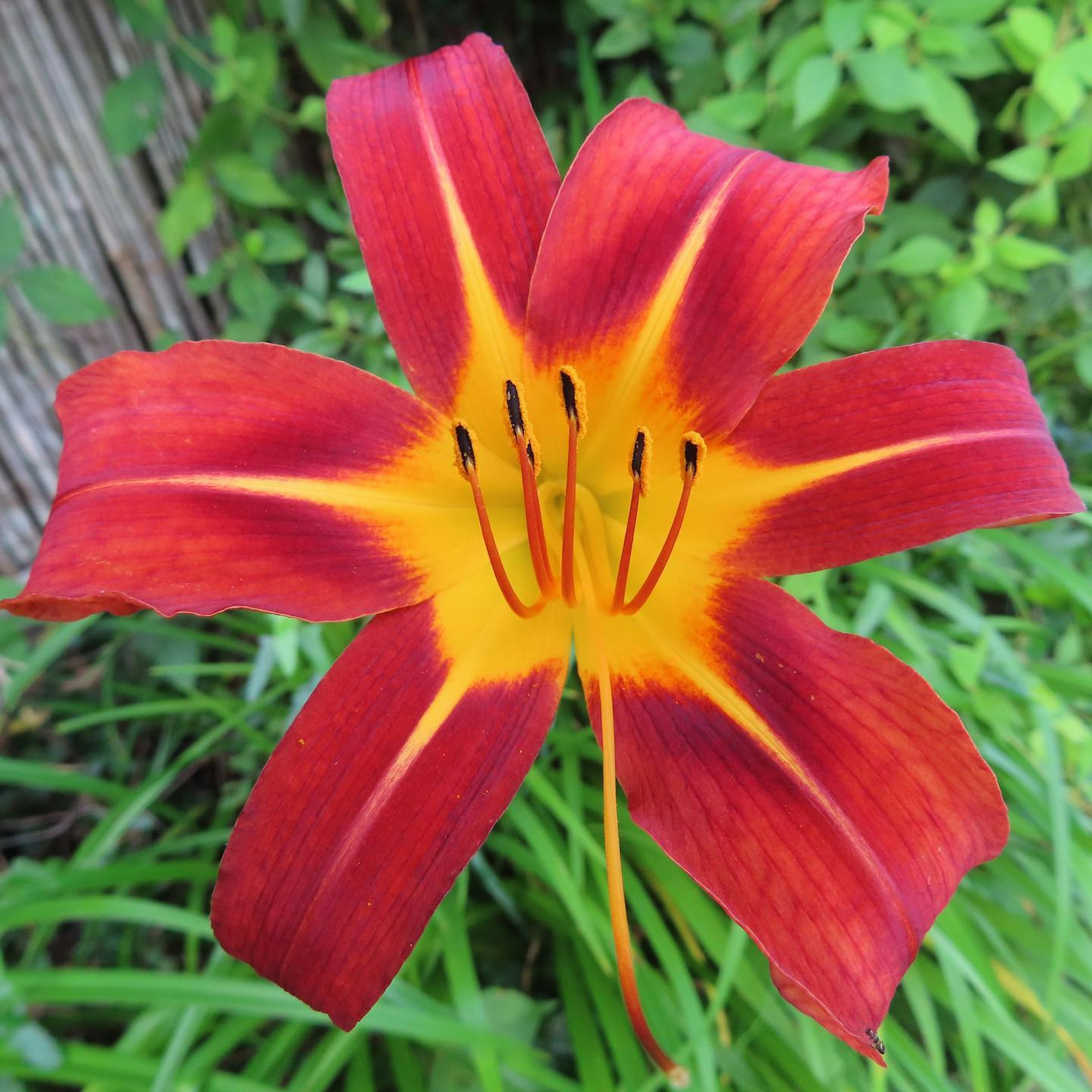 Eine lebendige rote und gelbe Tulpenblume, die vor einem grünen Hintergrund blüht