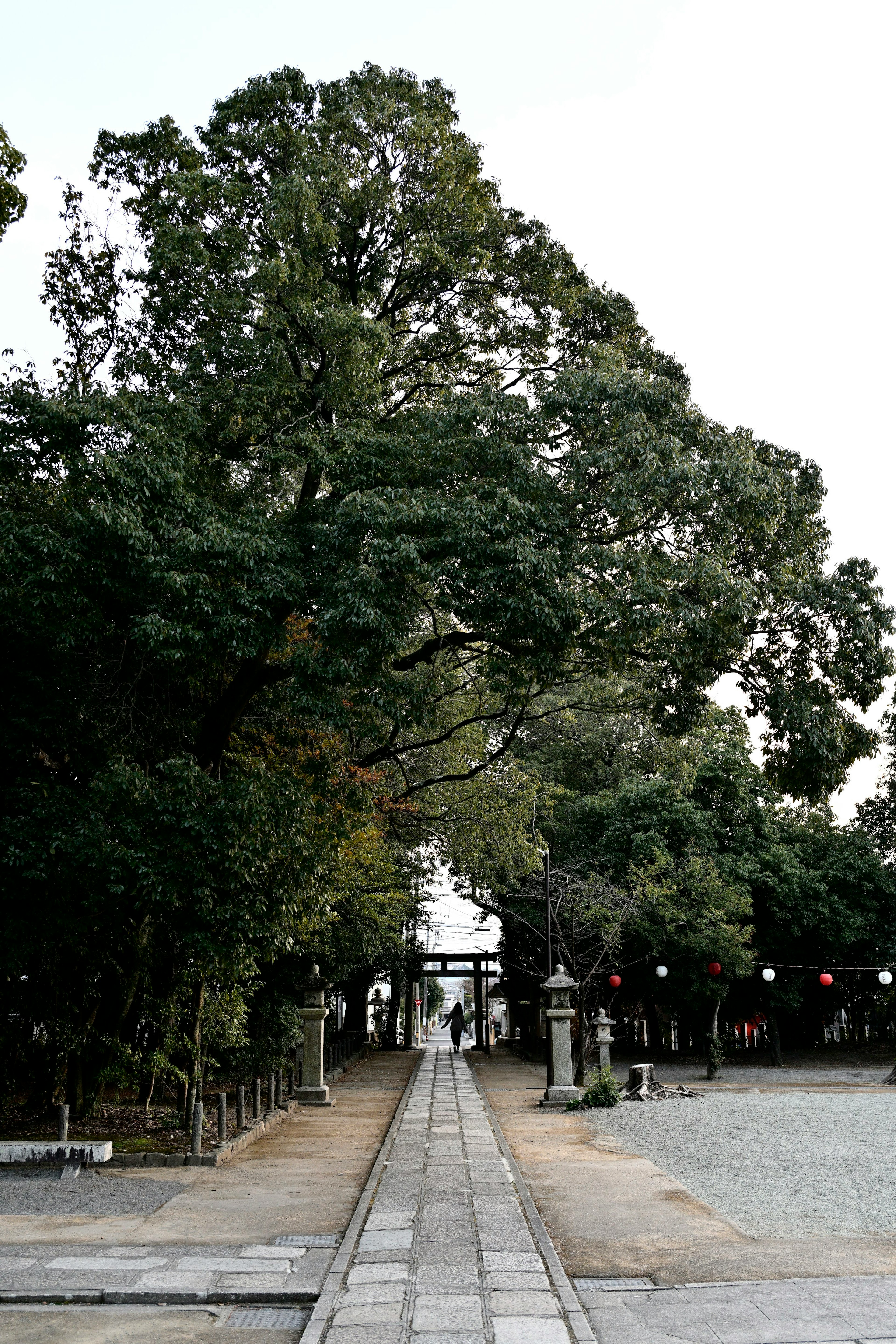 緑の木々に囲まれた静かな道に続く神社の入り口