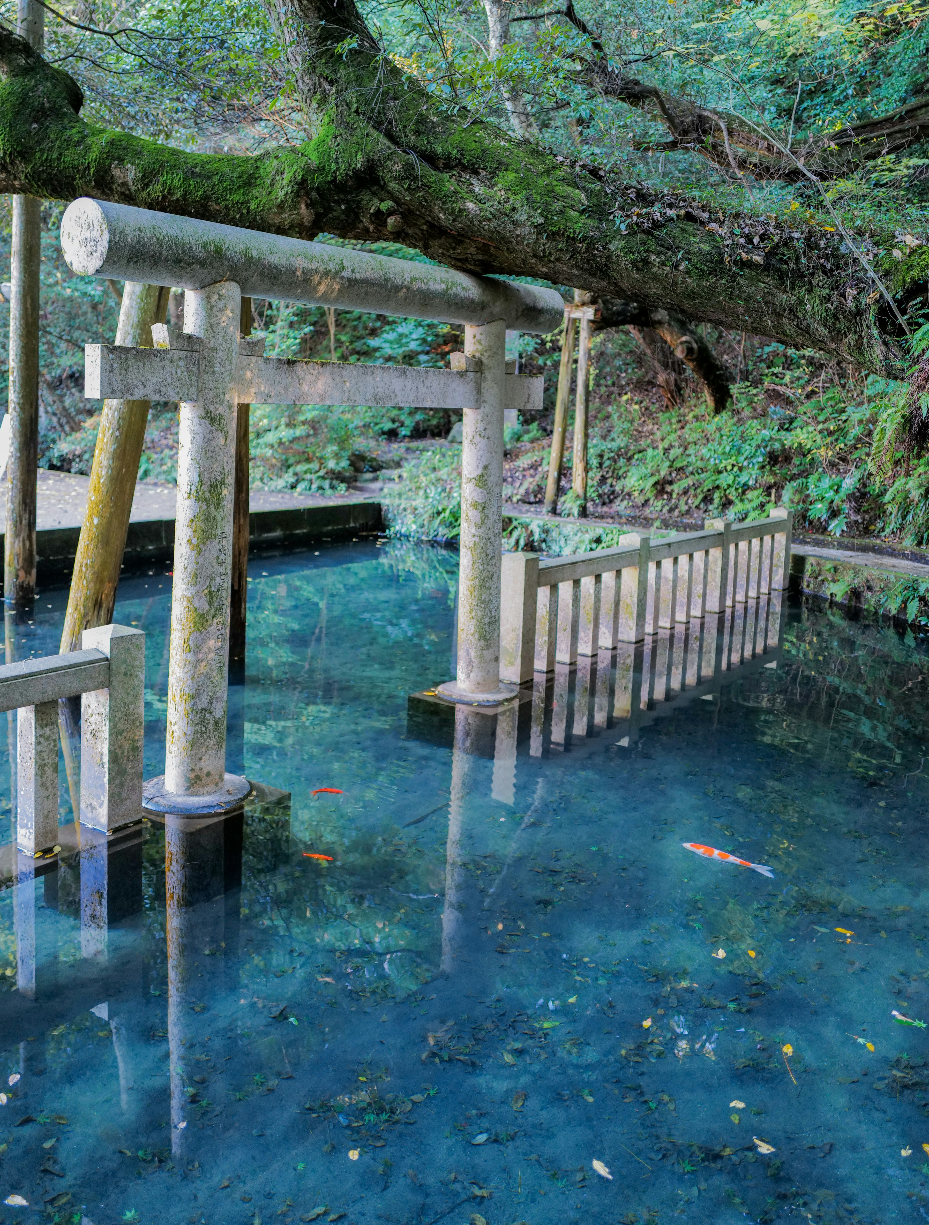 Cảnh quan yên tĩnh với cổng torii và hàng rào gỗ phản chiếu trong nước xanh