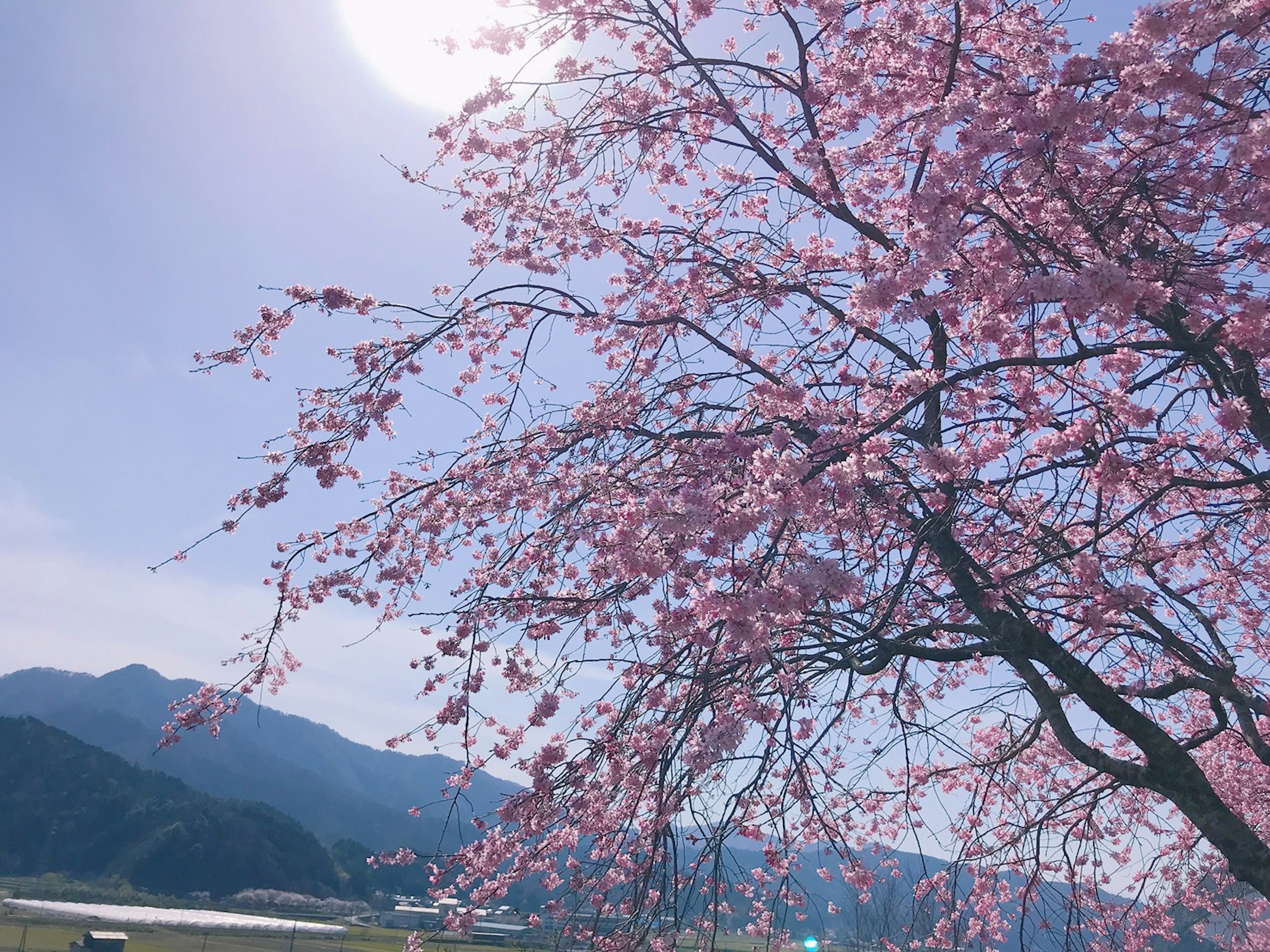 A beautiful cherry blossom tree blooming under a blue sky