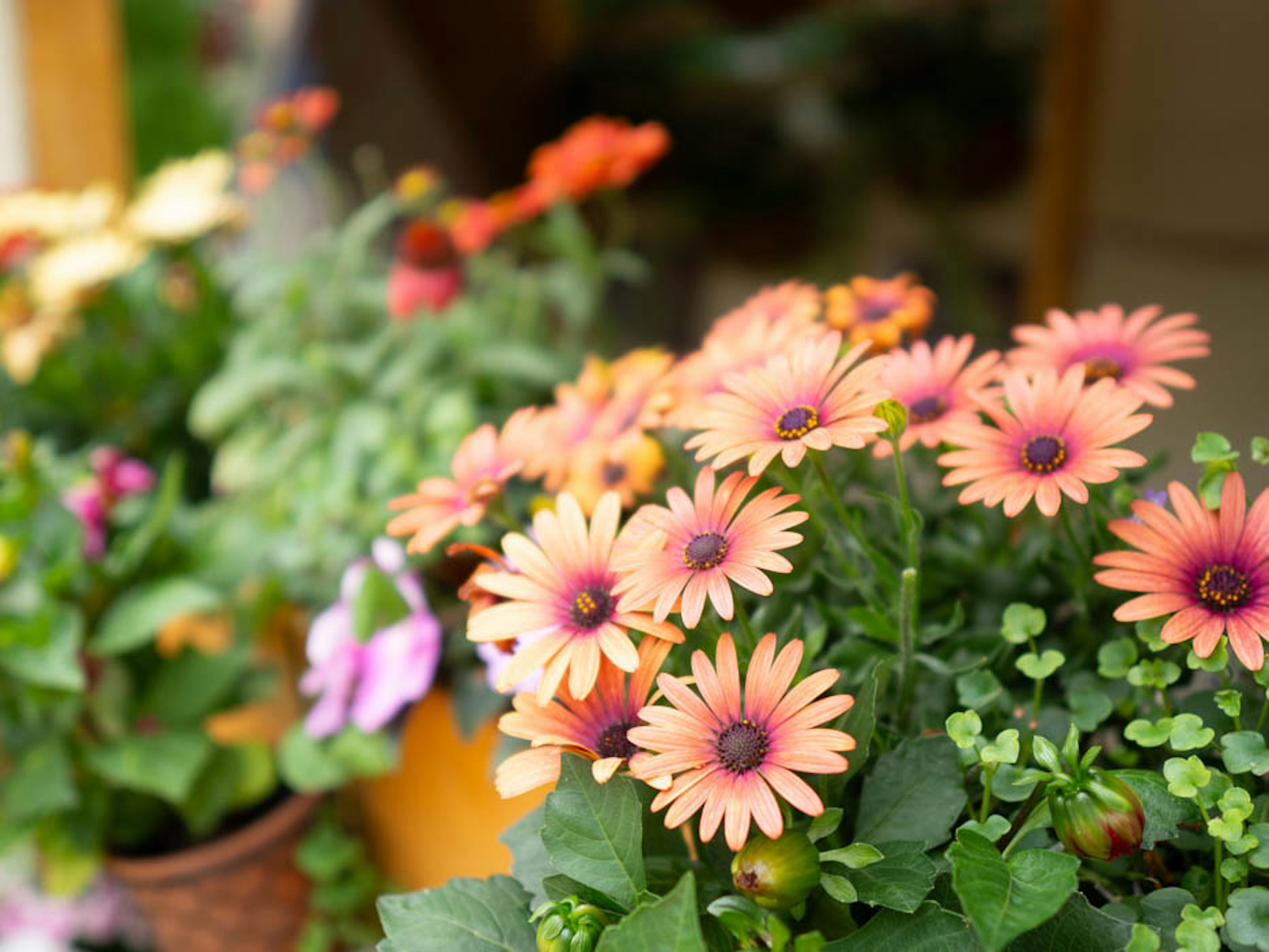 鮮やかなオレンジ色の花が咲く鉢植えの花々