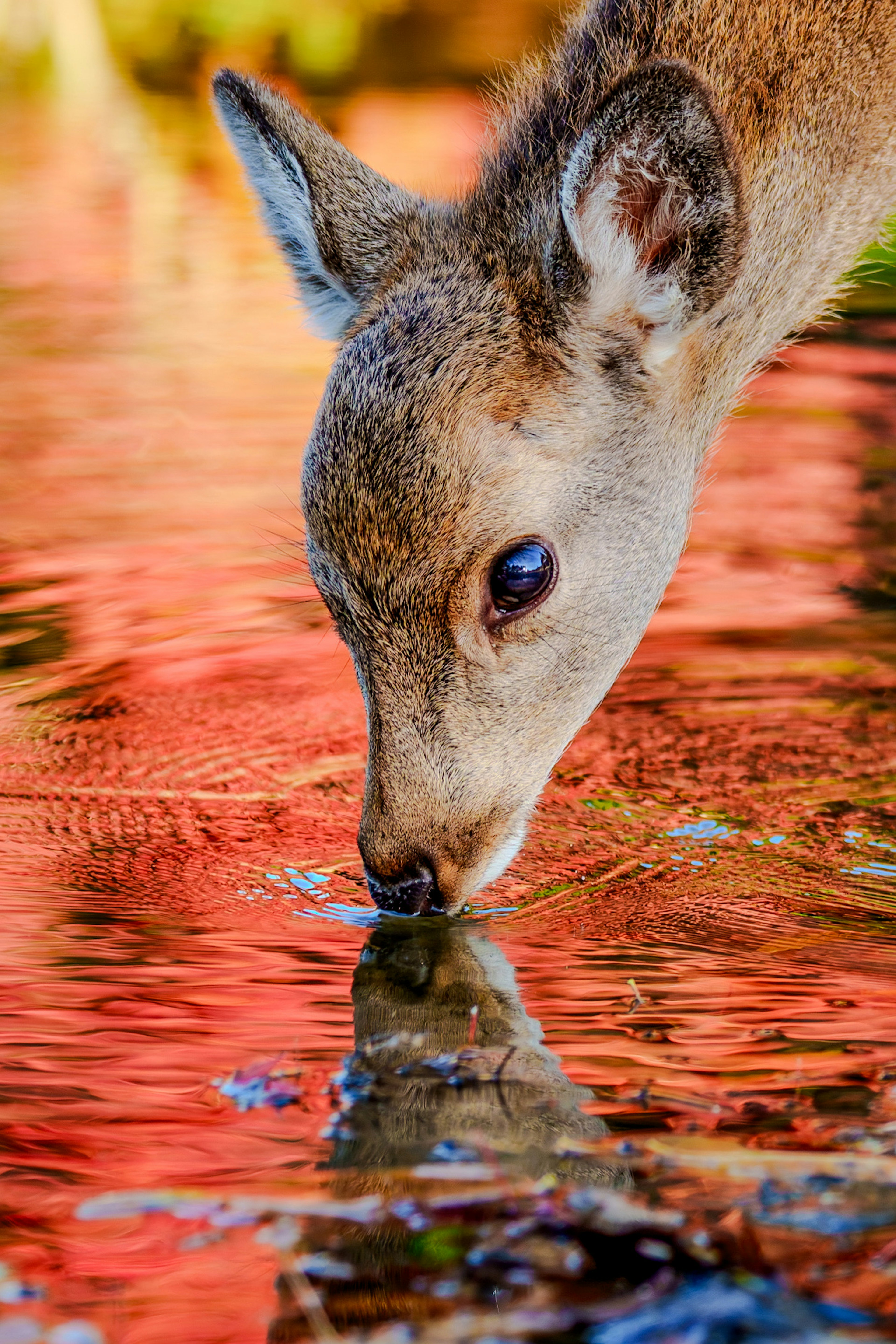 Close-up anak rusa minum dari permukaan reflektif dengan warna yang indah