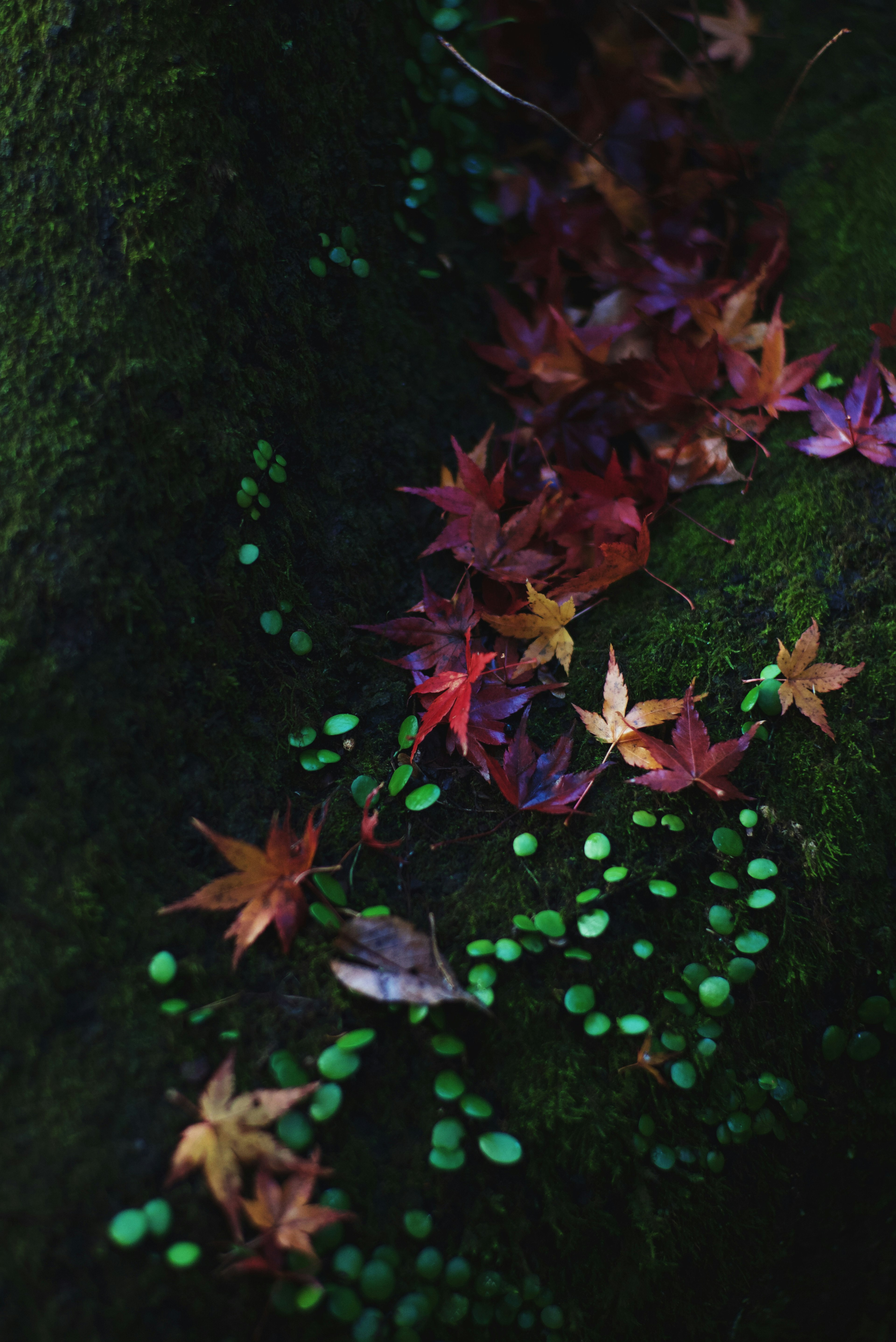 Maple leaves scattered on green moss with small green plants