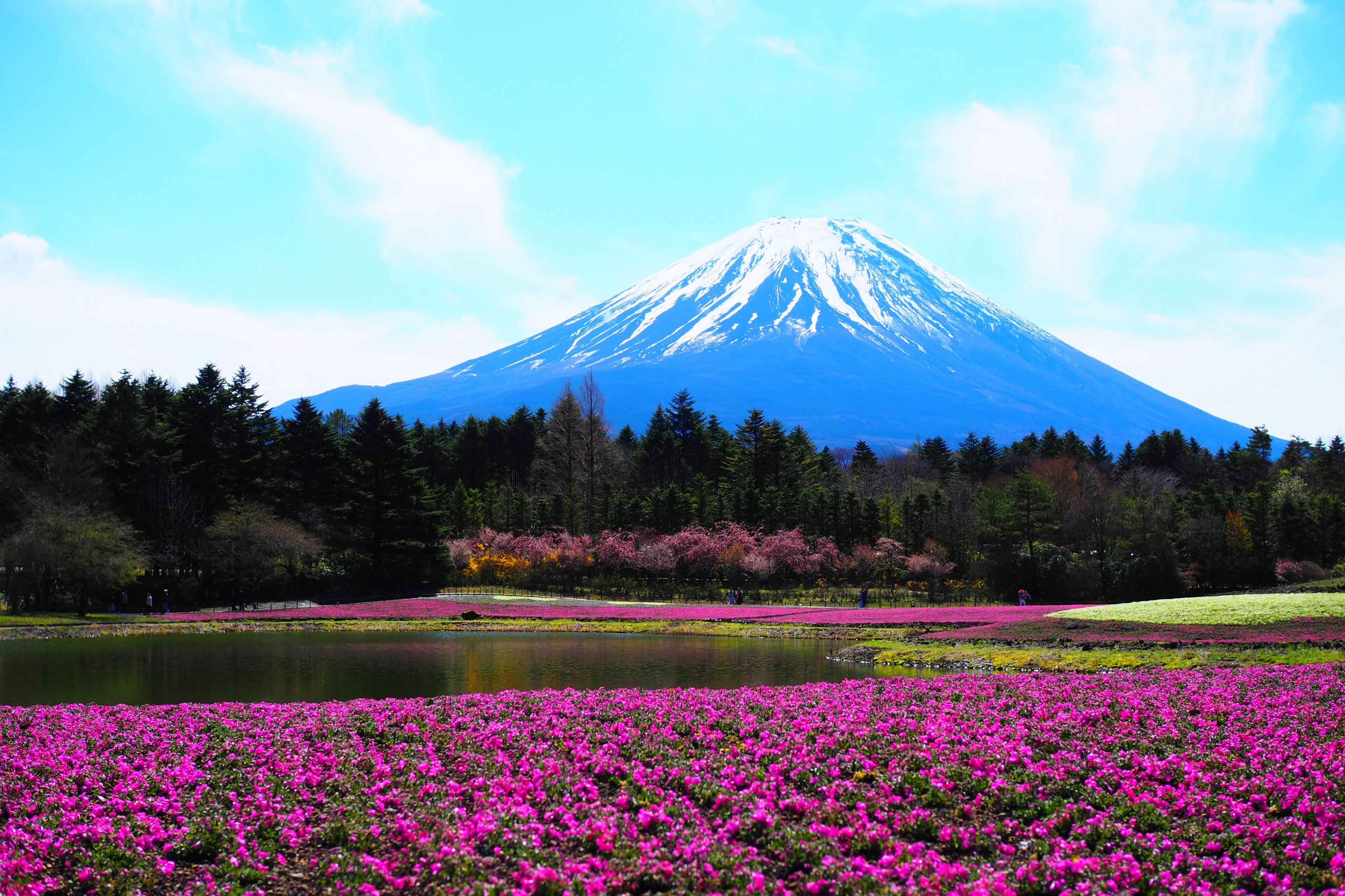 Monte Fuji con campi di fiori colorati