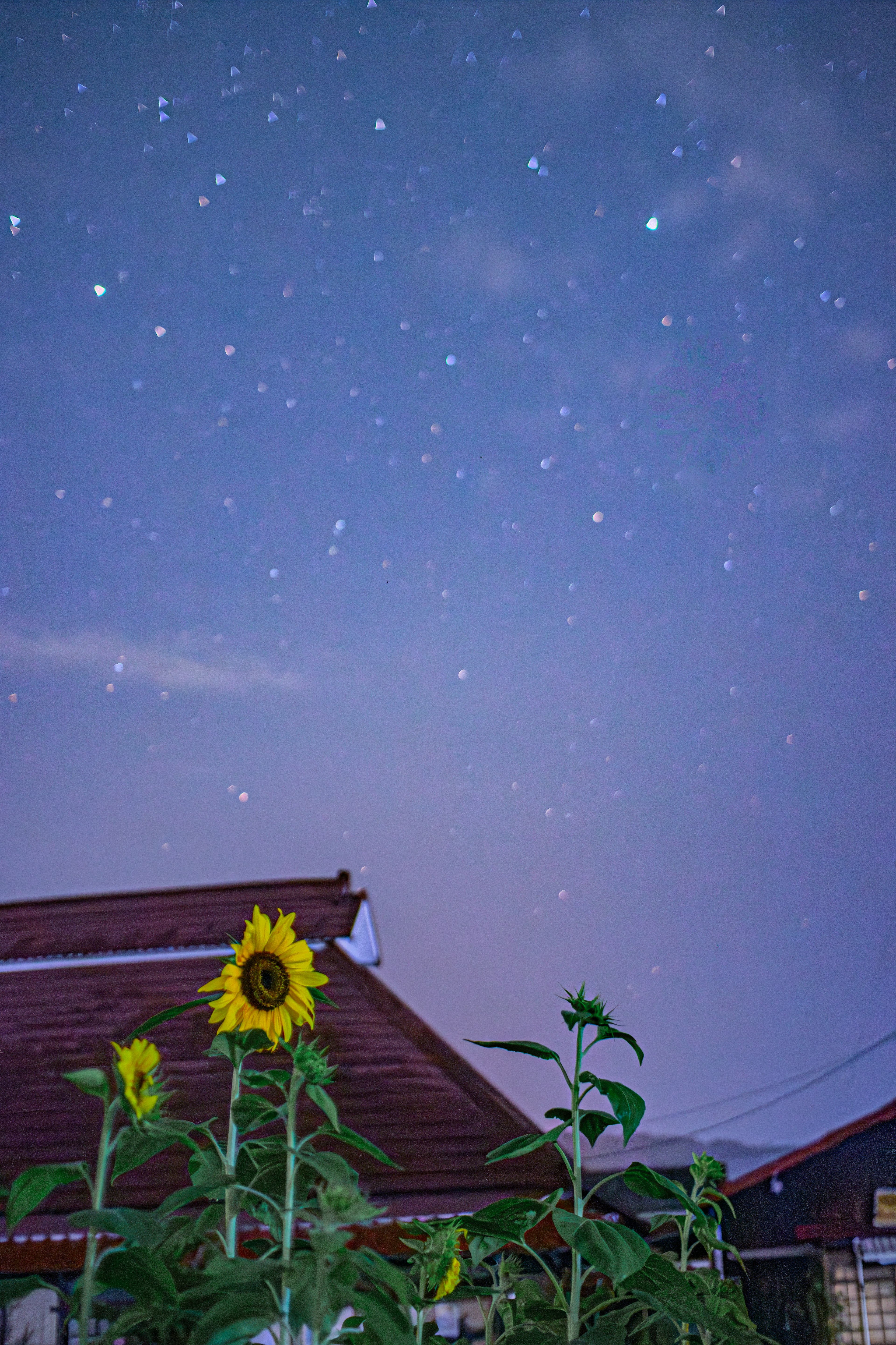 Girasoli in primo piano sotto un cielo stellato con una casa