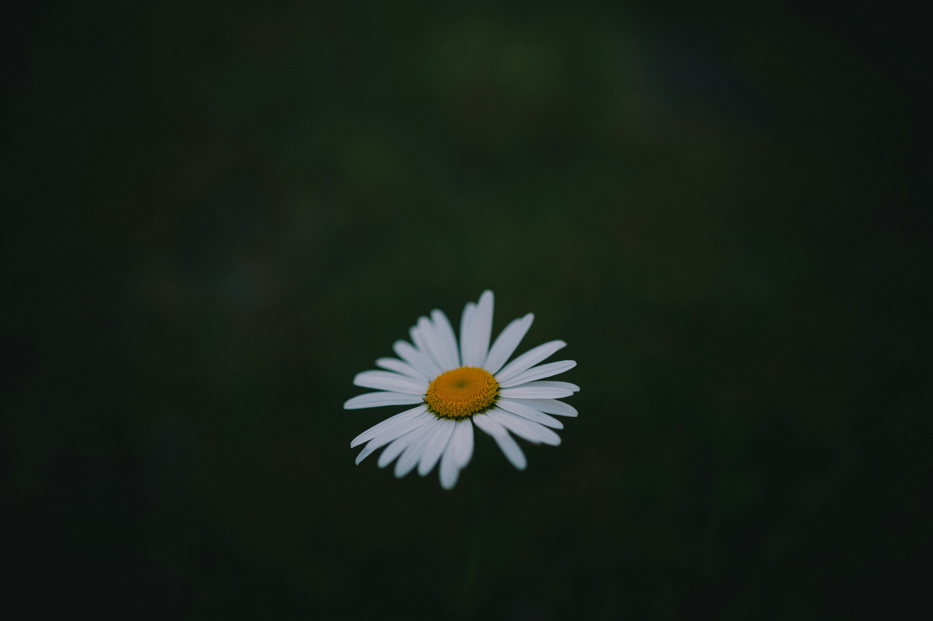 白いデイジーの花が暗い背景に浮かんでいる