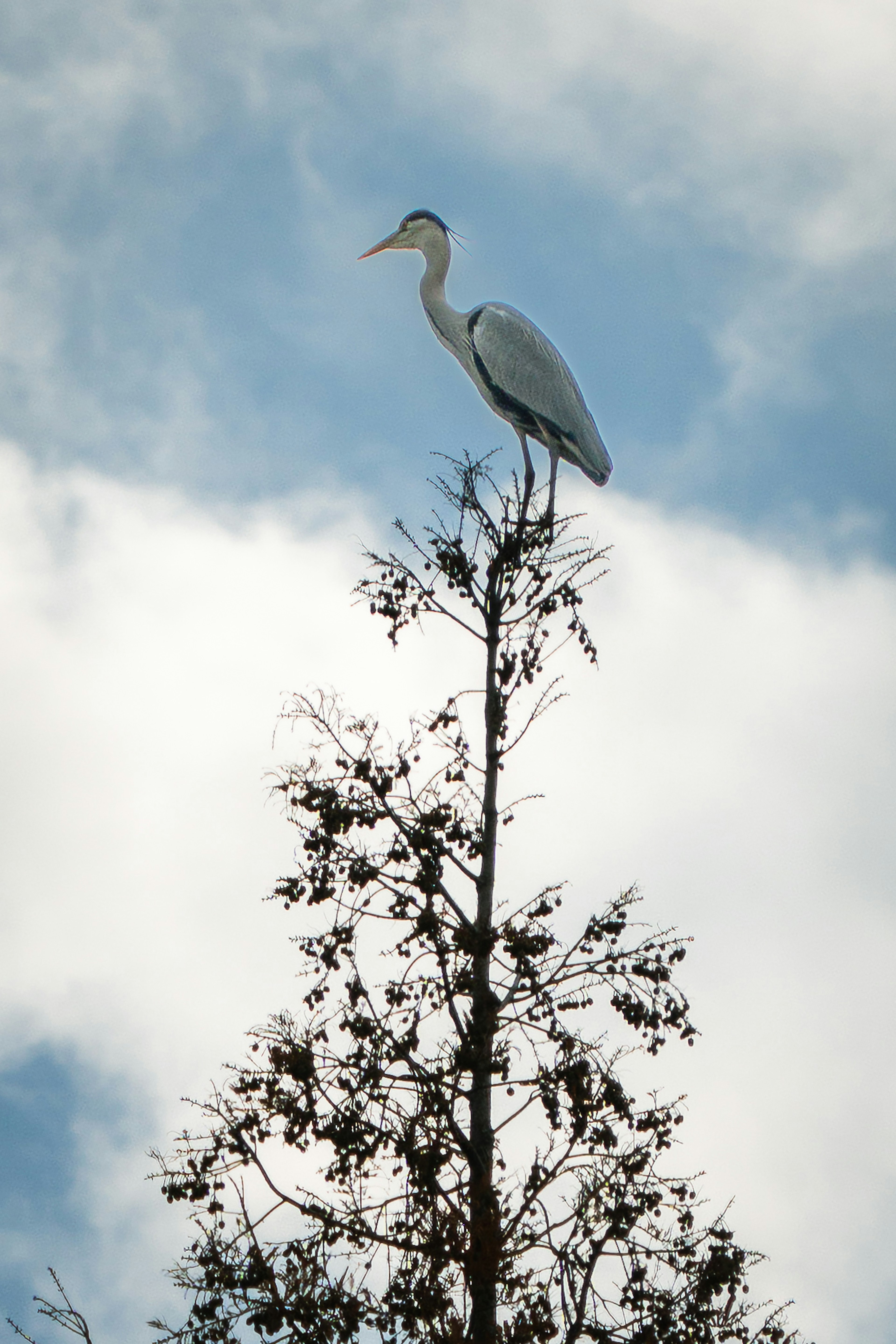 Una garza blanca posada en la cima de un árbol bajo un cielo azul