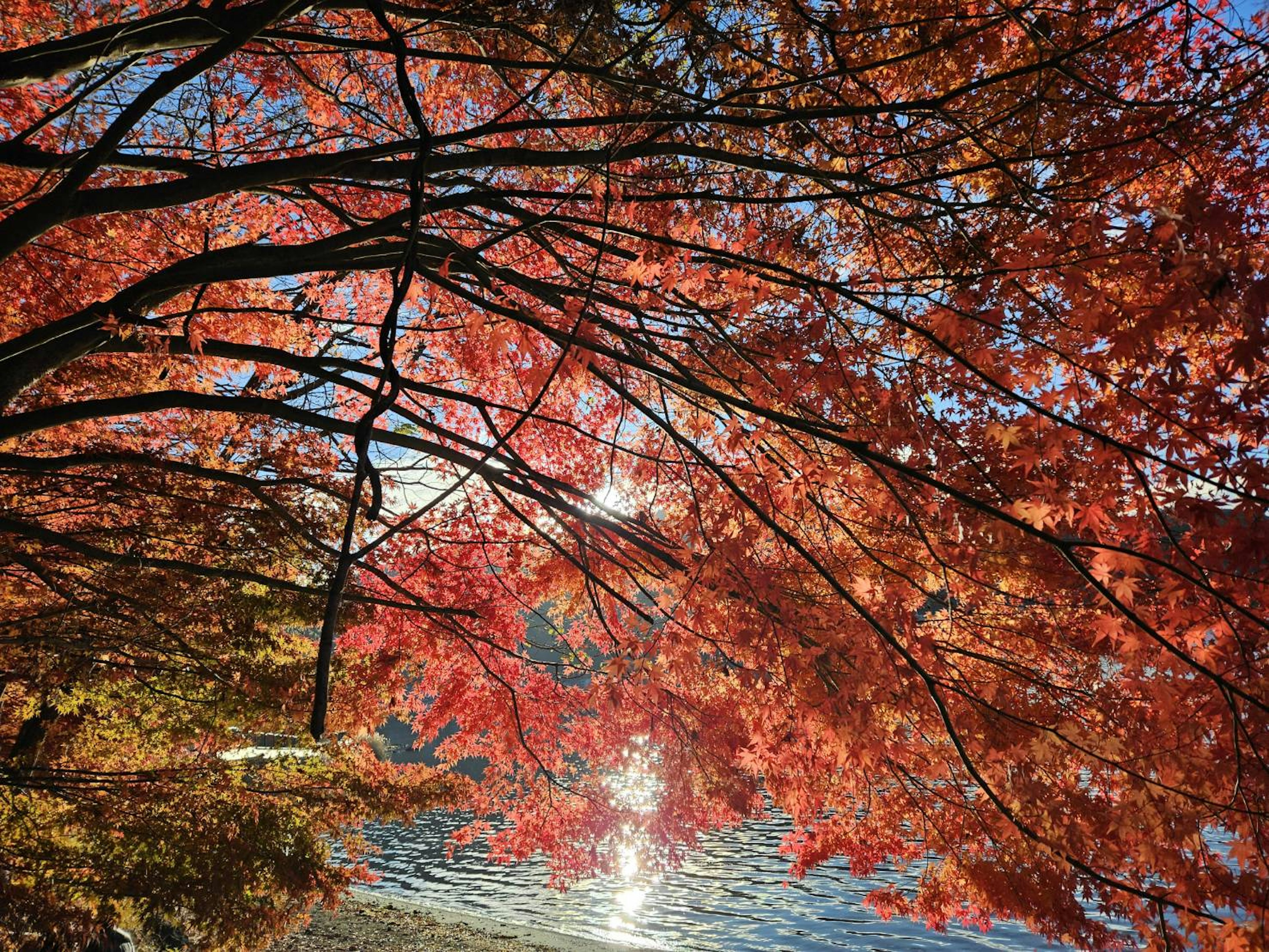 美しい紅葉が水面に映る秋の風景