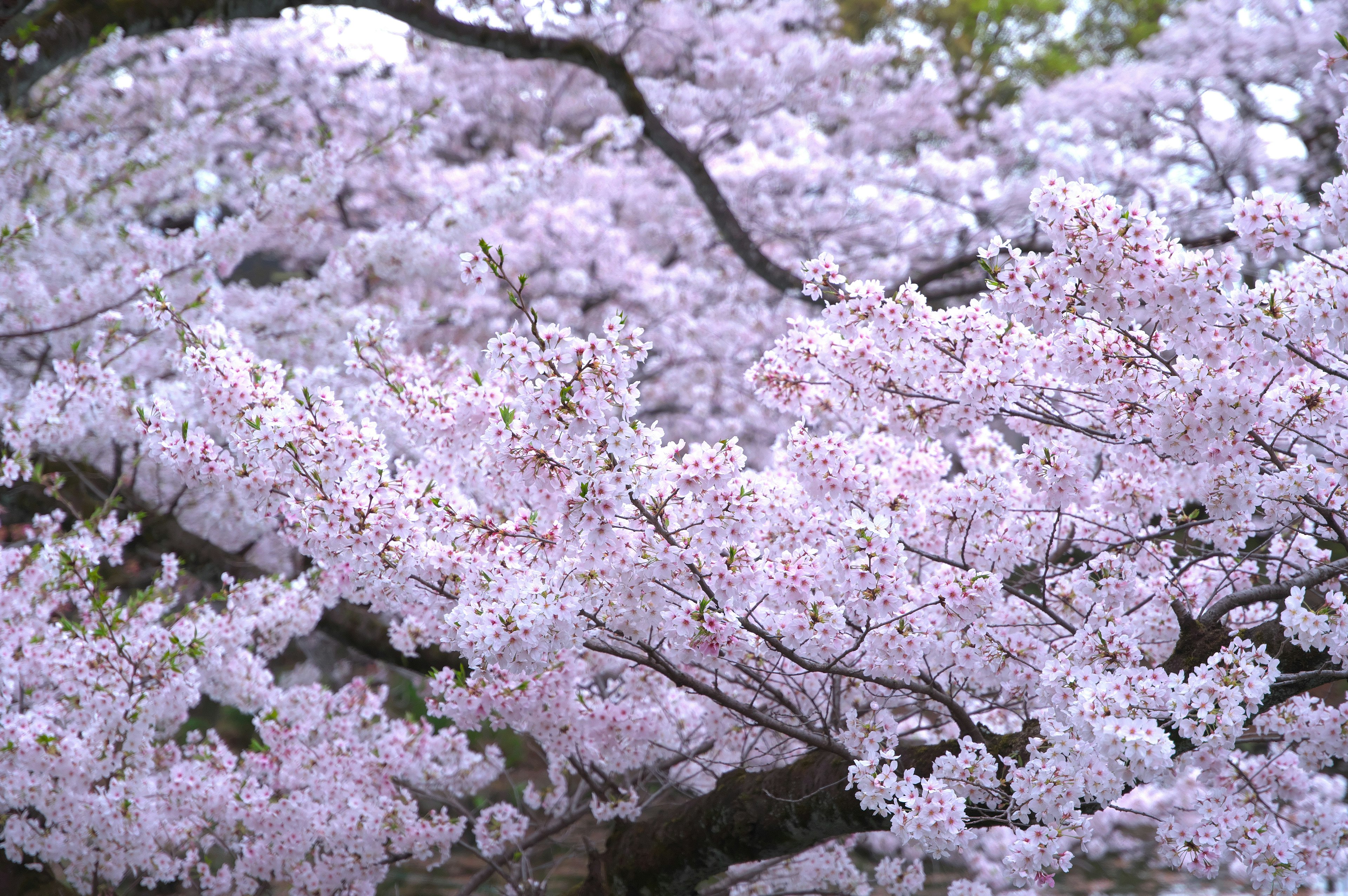 Foto close-up cabang bunga sakura yang sedang mekar