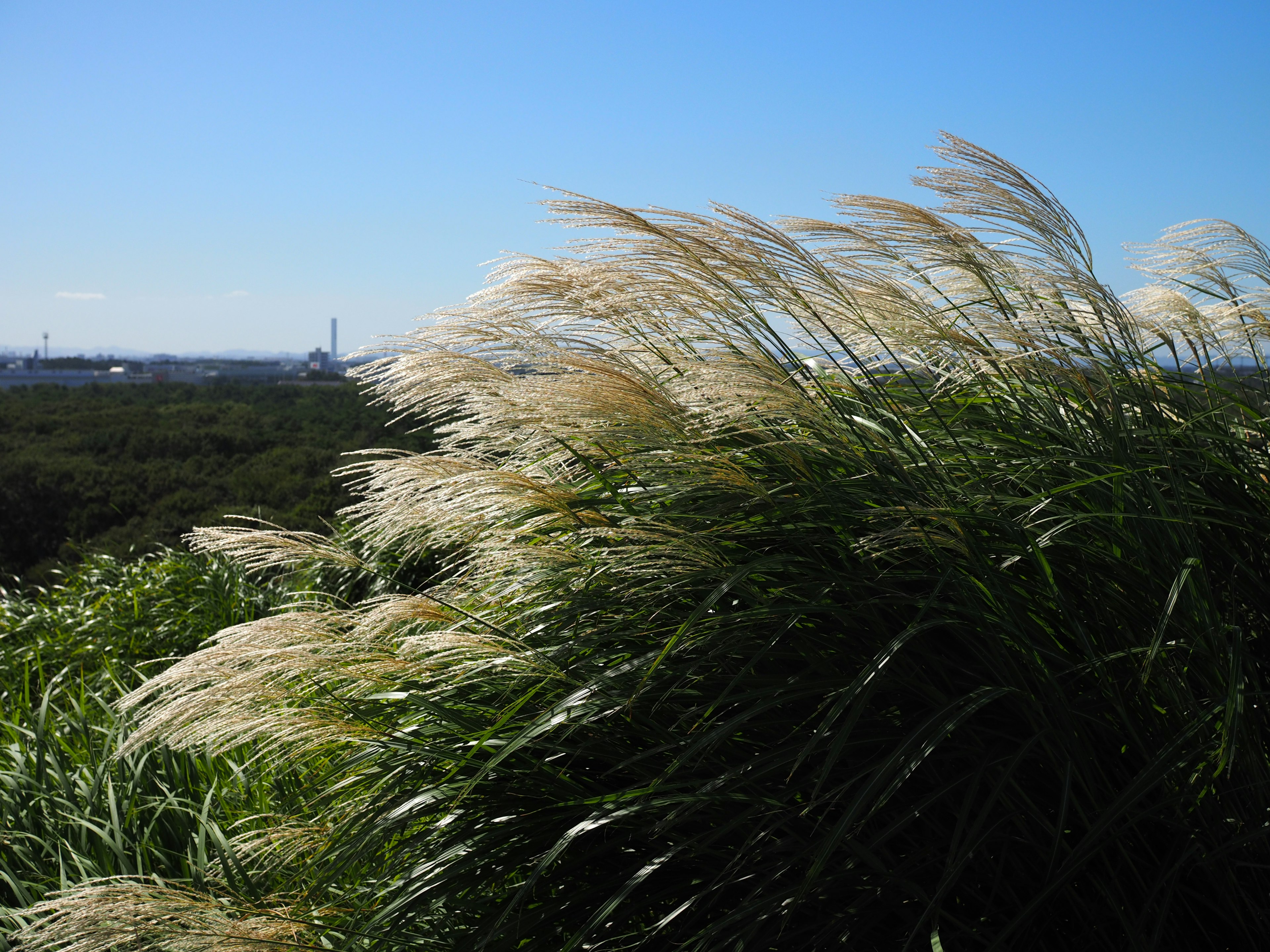 Pampas grass swaying in the wind under a clear blue sky