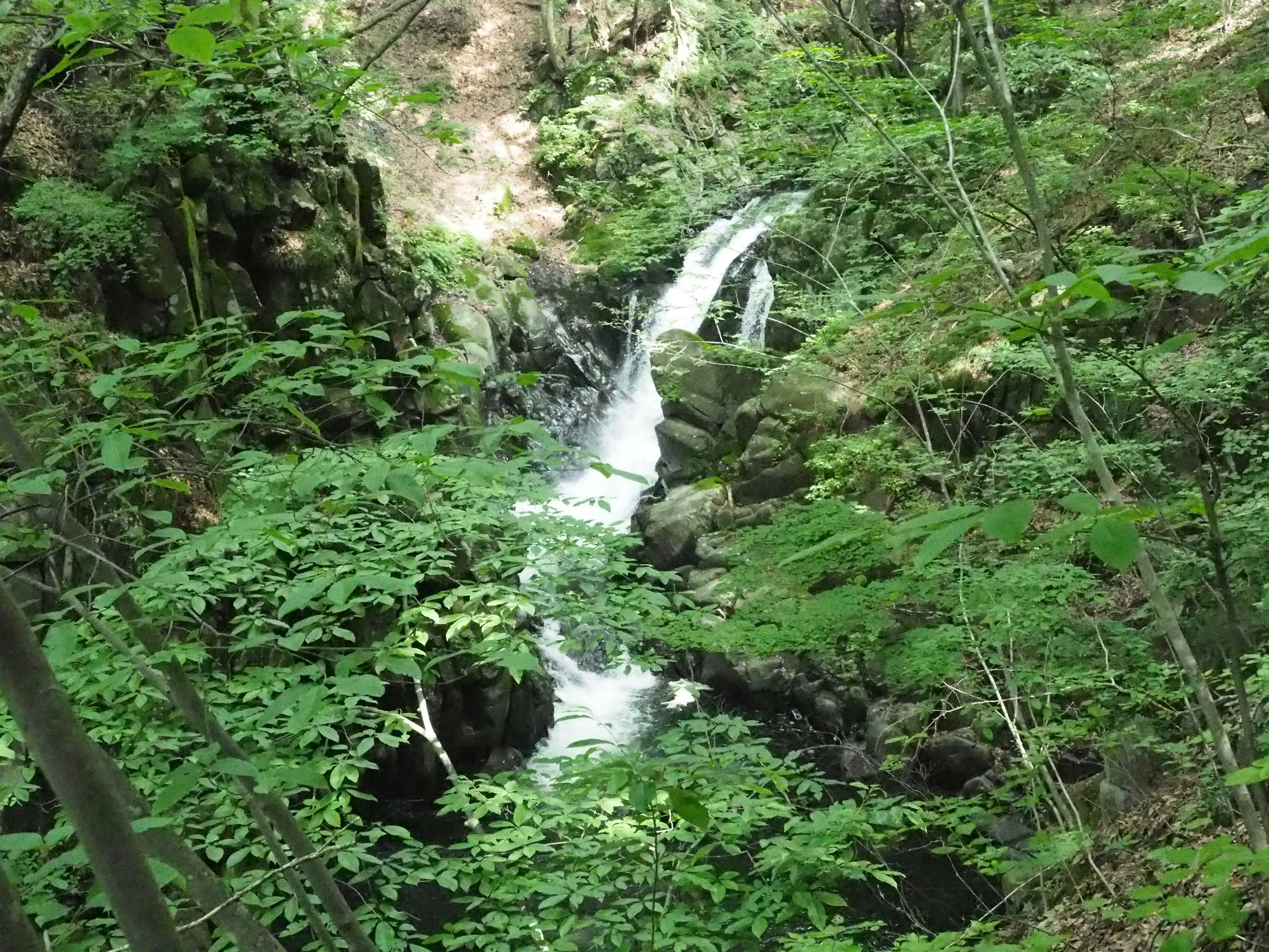 A small waterfall flowing through a lush green forest