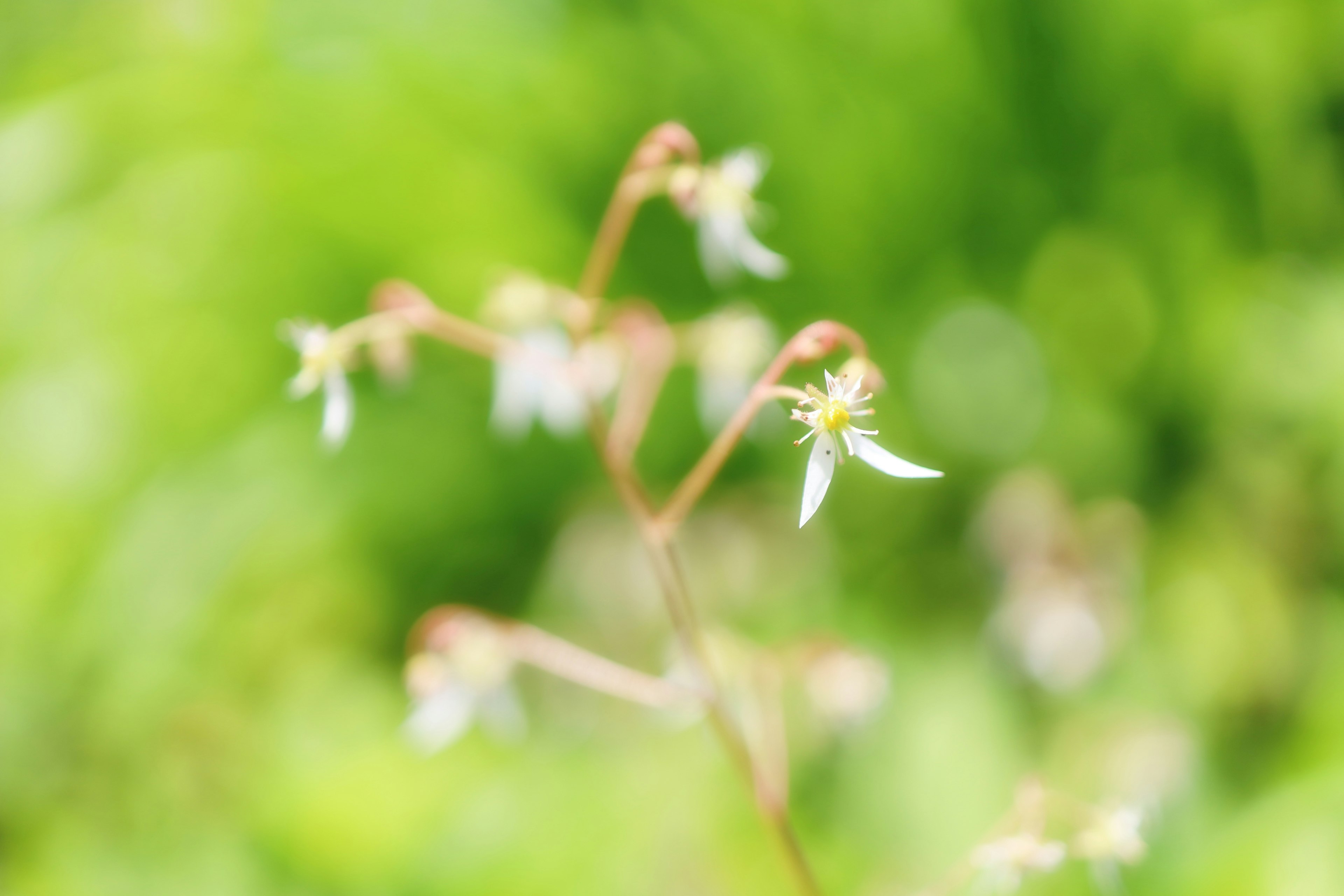 Small white flowers blooming against a green background