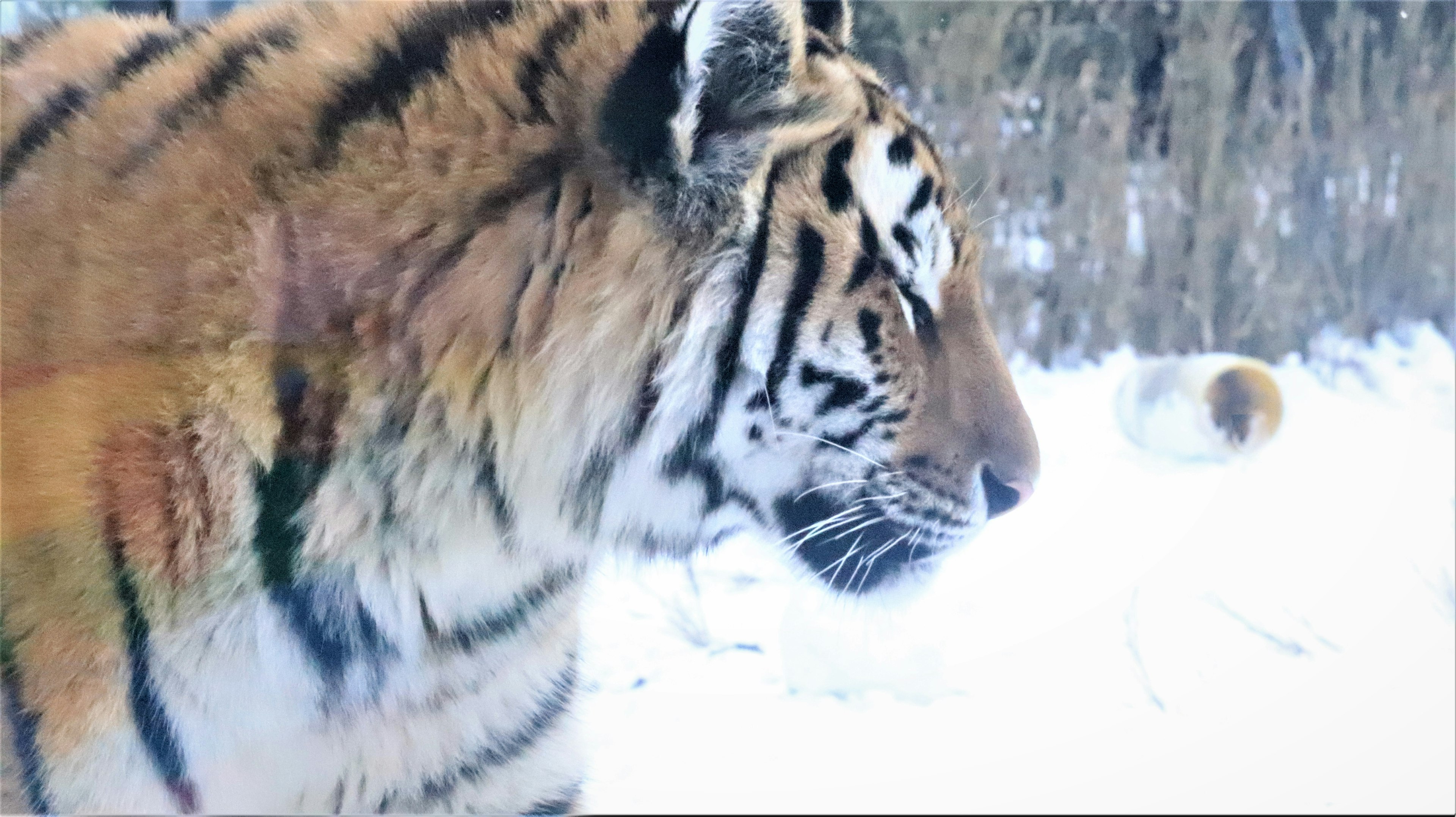 雪の中に立つトラの側面のクローズアップ