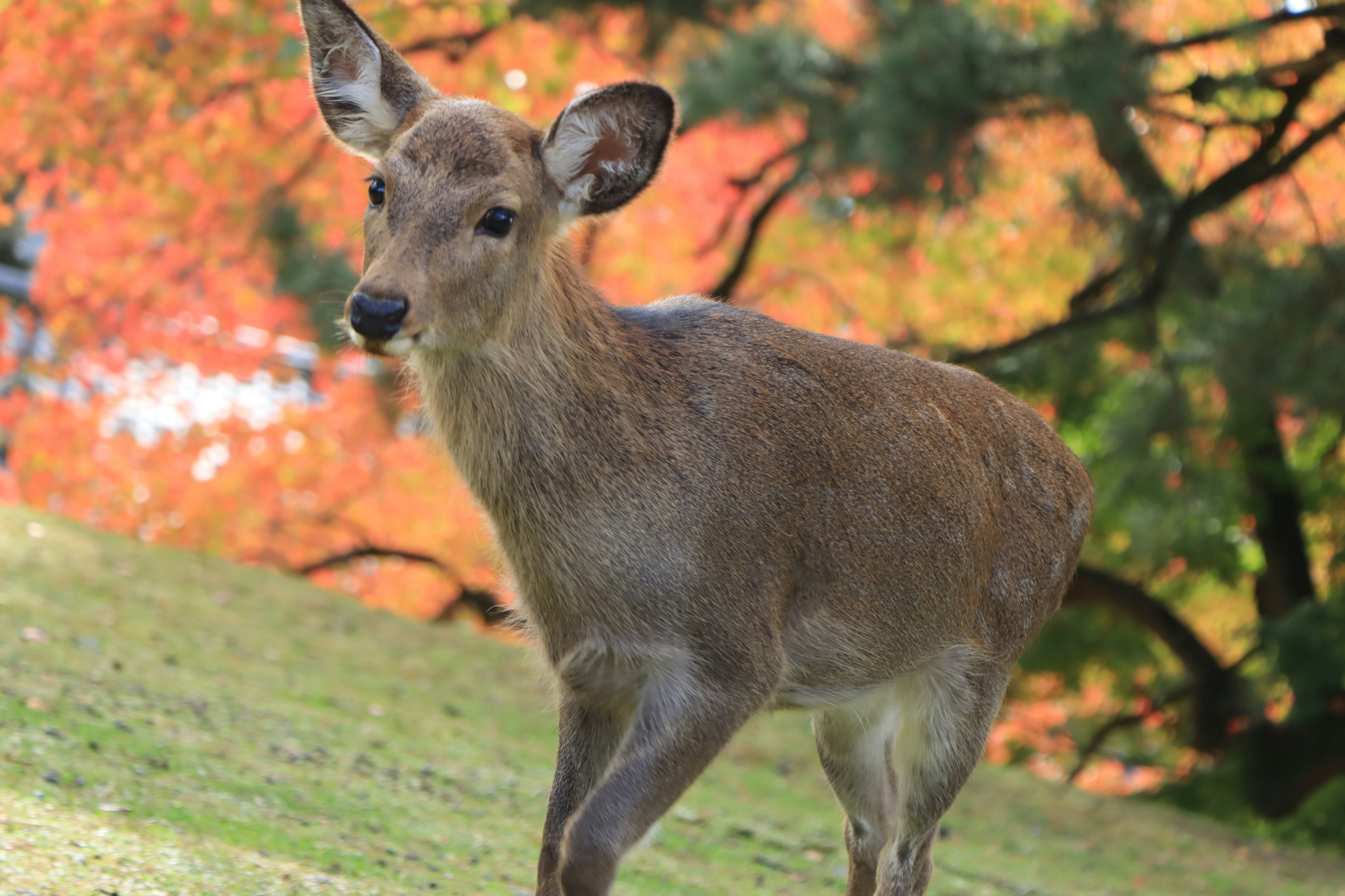 Junges Reh, das vor einem herbstlichen Hintergrund läuft