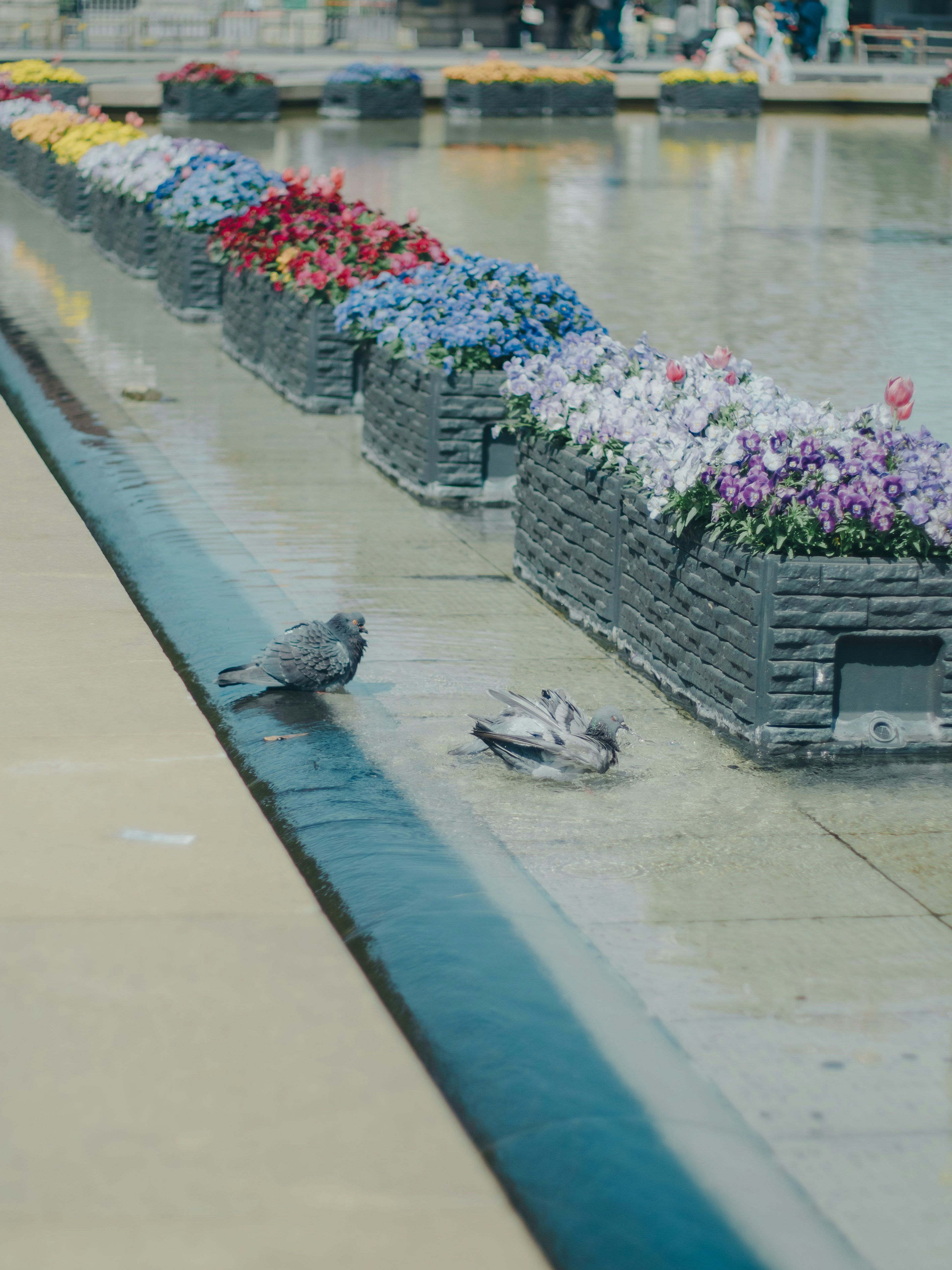 Piccioni vicino a una fontana fiorita