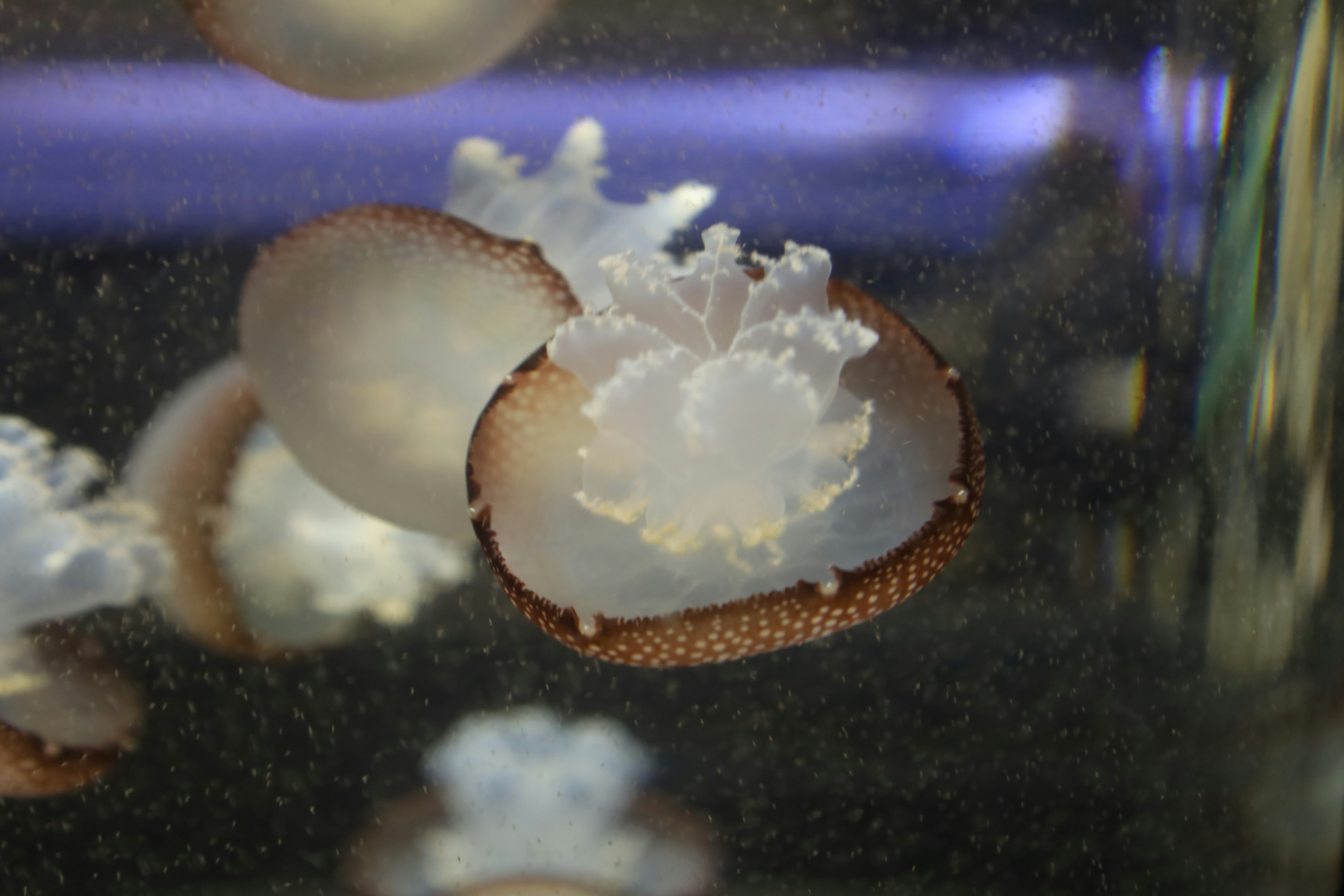 水族馆中漂浮的水母，白色伞和棕色边缘