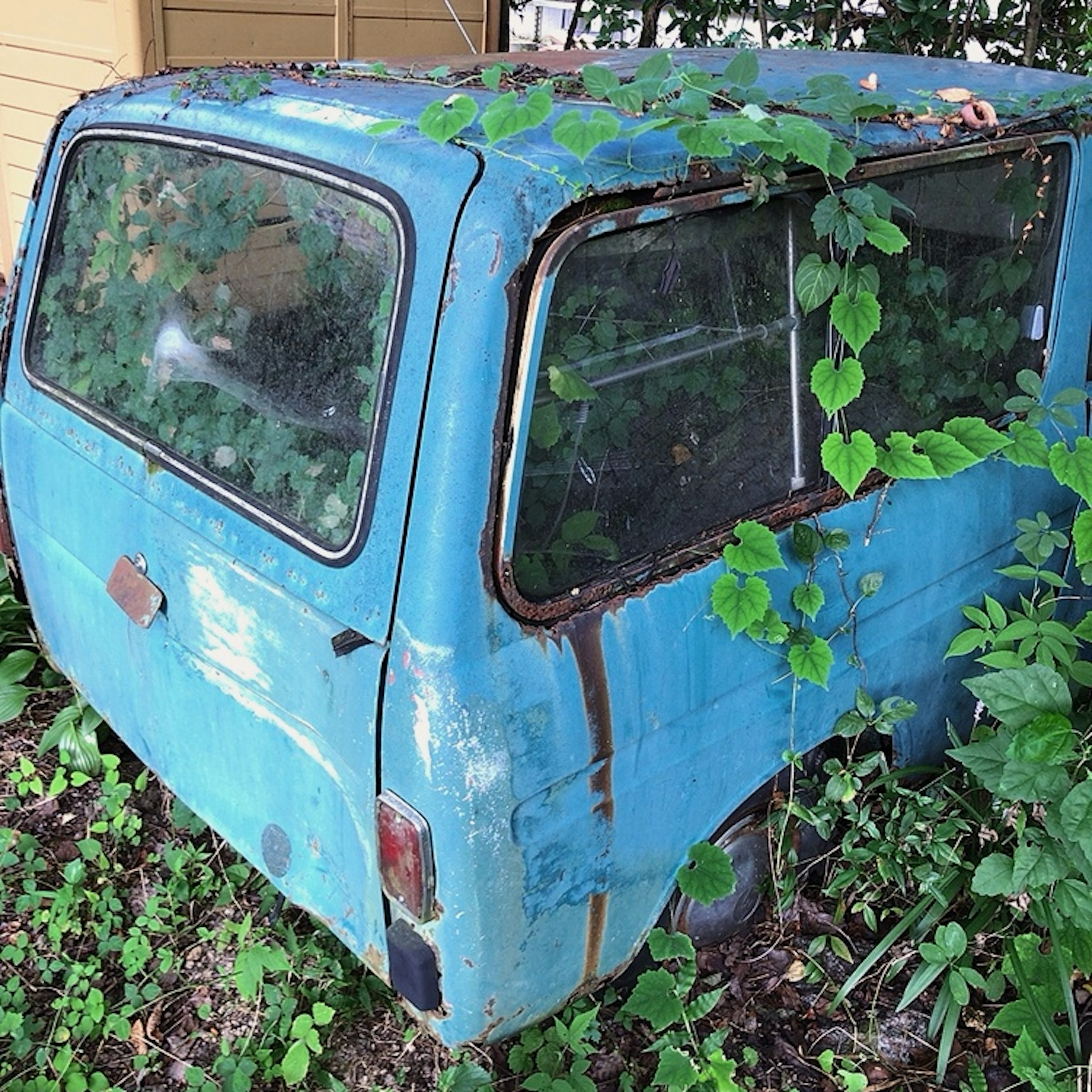 Vista trasera de un viejo auto azul cubierto de hierba y enredaderas