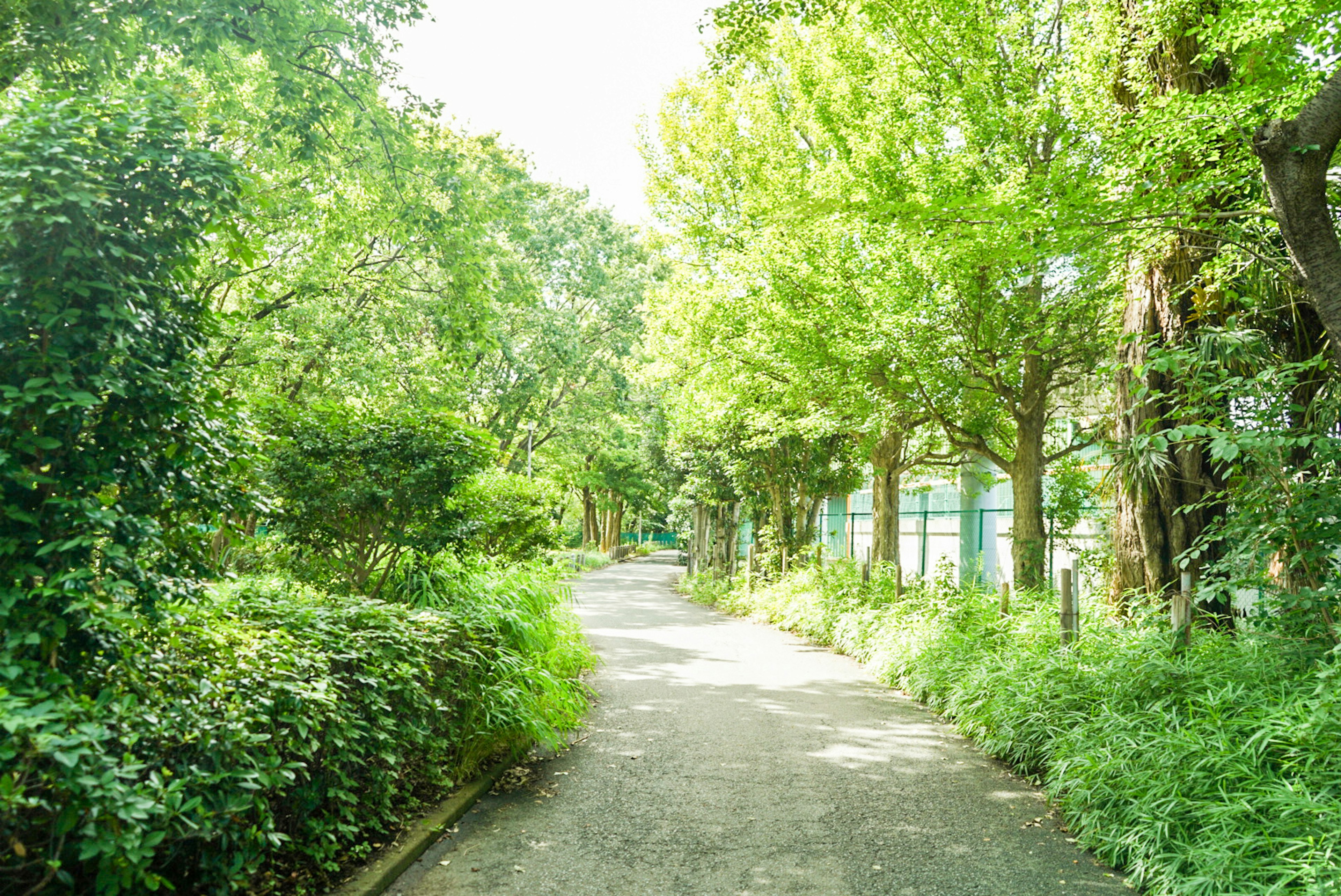 Un camino sereno flanqueado por árboles verdes exuberantes