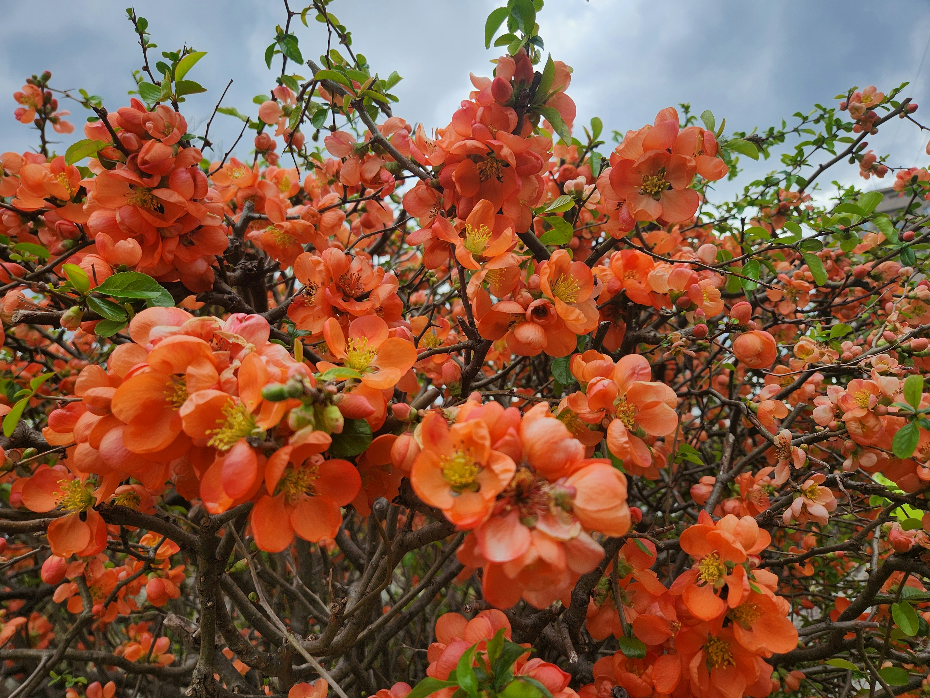 Close-up of branches with vibrant orange flowers